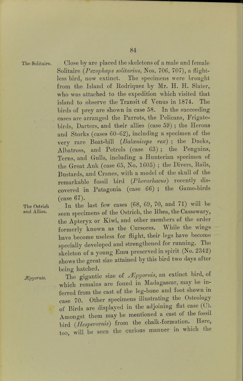Tho Solitaire. Close by are placed the skeletons of a male and female Solitaire (Pezophaps solitarius, Nos. 706, 707), a flight- less bird, now extinct. The specimens were brought from the Island of Rodriquez by Mr. H. H. Slater, who was attached to the expedition which visited that island to observe the Transit of Venus in 1874. The birds of prey are shown in case 58. In the succeeding cases are arranged the Parrots, the Pelicans, Frigate- birds, Darters, and their allies (case 59) ; the Herons and Storks (cases 60-62), including a specimen of the very rare Boat-bill (Balceniceps rex) ; the Ducks, Albatross, and Petrels (case 63) ; the Penguins, Terns, and Gulls, including a Hunterian specimen of the Great Auk (case 65, No. 1605) ; the Divers, Rails, Bustards, and Cranes, with a model of the skull of the remarkable fossil bird (Phororhacus) recently dis- covered in Patagonia (case 66) ; the Game-birds (case 67). In the last few cases (68, 69, 70, and 71) will be seen specimens of the Ostrich, the Rhea, the Cassowary, the Apteryx or Kiwi, and other members of the order formerly known as the Cursores. While the wings have become useless for flight, their legs have become specially developed and strengthened for running. The skeleton of a young Emu preserved in spirit (No. 2342) shows the great size attained by this bird two days after being hatched. The gigantic size of ^Epyornis, an extinct bird, of which remains are found in Madagascar, may be in- ferred from the cast of the leg-bone and foot shown in case 70. Other specimens illustrating the Osteology of Birds are displayed in the adjoining flat case (C). Amongst them may be mentioned a cast of the fossil bird (Hesperornis) from the chalk-formation. Here, too, will be seen the curious manner in which the The Ostrich and Allies. Mpyornis.