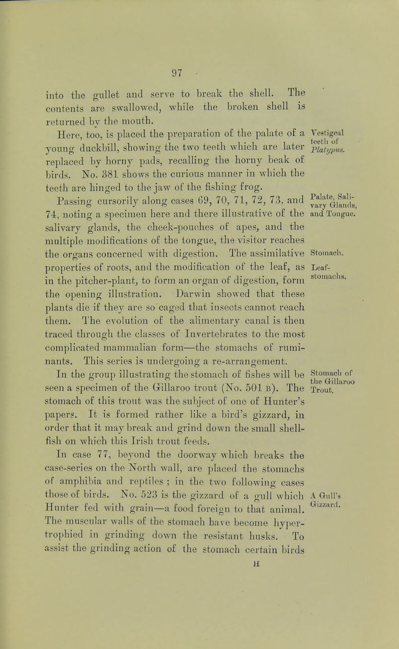 into the gullet and serve to break the shell. The contents are swallowed, while the broken shell is returned by the mouth. Here, too, is placed the preparation of the palate of a Vestigeal young duckbill, showing the two teeth which are later p^^ttS. replaced by horny pads, recalling the horny beak of birds. No. 381 shows the curious manner in which the teeth are hinged to the jaw of the fishing frog. Passing cursorily along cases 69, 70, 71, 72, 73, and 74, noting a specimen here and there illustrative of the and Tongue, salivary glands, the cheek-pouches of apes, and the multiple modifications of the tongue, the visitor reaches the organs concerned with digestion. The assimilative Stomach, properties of roots, and the modification of the leaf, as Leaf- in the pitcher-plant, to form an organ of digestion, form stomachs- the opening illustration. Darwin showed that these plants die if they are so caged that insects cannot reach them. The evolution of the alimentary canal is then traced through the classes of Invertebrates to the most complicated mammalian form—the stomachs of rumi- nants. This series is undergoing a re-arrangement. In the group illustrating the stomach of fishes will be Stomacb of c .i /v-ii j , ,-kt -rvi \ ml the Gillaroo seen a specimen or the (jrillaroo trout (JNo. oOl b). The Trout, stomach of this trout was the subject of one of Hunter's papers. It is formed rather like a bird's gizzard, in order that it may break and grind down the small shell- fish on which this Irish trout feeds. In case 77, beyond the doorway which breaks the case-series on the North wall, are placed the stomachs of amphibia and reptiles ; in the two following cases those of birds. No. 523 is the gizzard of a gull which A Gull's Hunter fed with grain—a food foreign to that animal. GlzzarcL The muscular walls of the stomach have become hyper- trophied in grinding down the resistant husks. To assist the grinding action of the stomach certain birds
