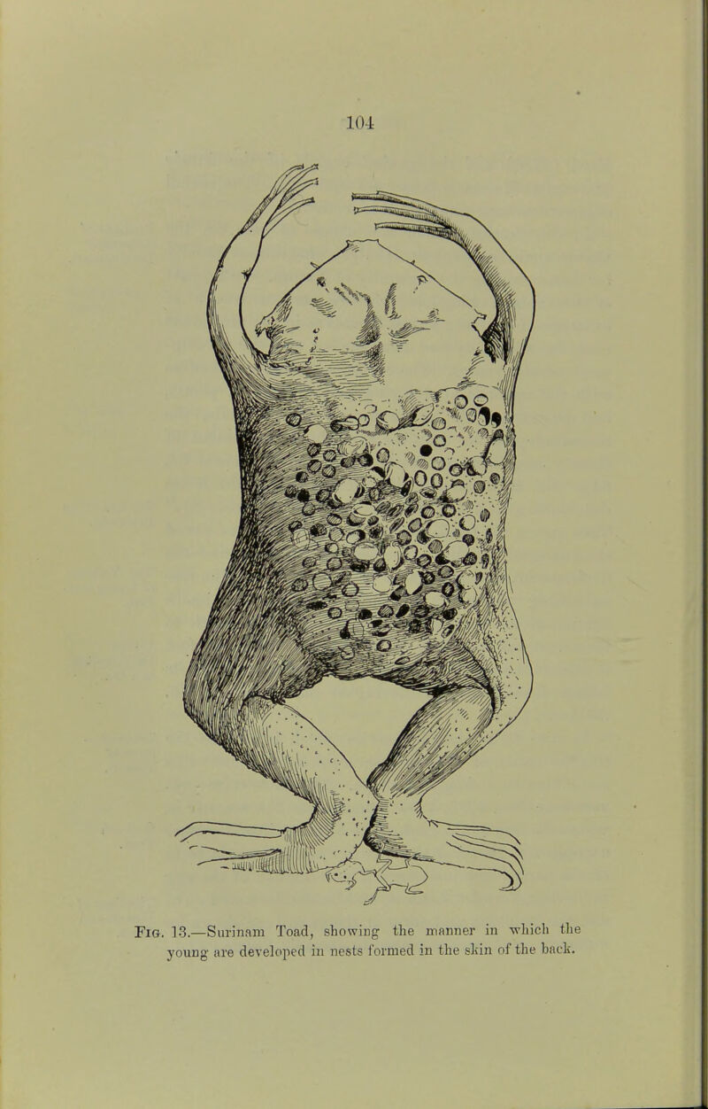 j?1Gi 13,—Surinam Toad, showing the manner in -which the young are developed in nests formed in the skin of the back.