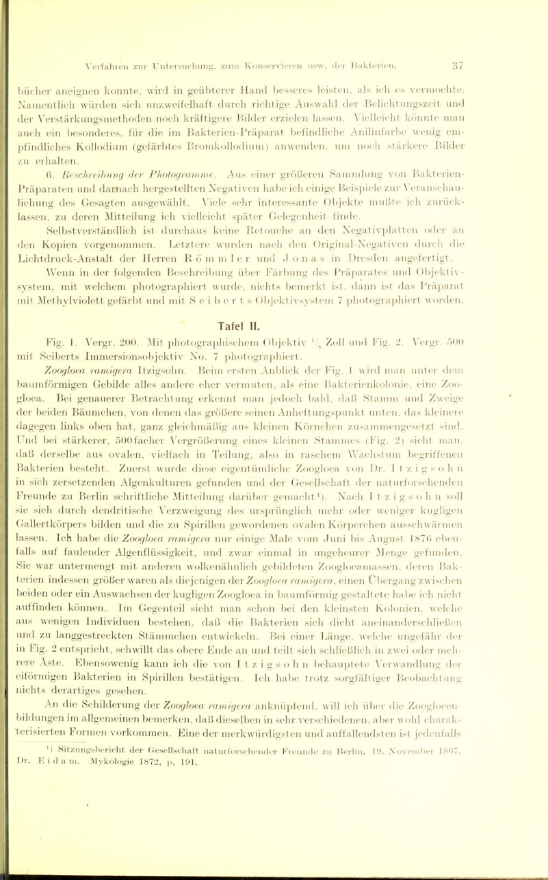 bücher aneignen konnte, wird in geübterer Hand besseres leisten, als ich es vermochte. Namentlich würden sich unzweifelhaft durch richtige Auswahl der Belichtungszeit und der Verstärkungsmethoden noch kräftigere Bilder erzielen lassen. Melleicht könnte man auch ein besonderes, für die im Bakterien-Präparat befindliche Anilinfarbe wenig em- pfindhches Kollodium (gefärbtes Bromkollodium) anwenden, um noch stärkere Bilder zu erhalten. 6. Beschreibung der Pliotogramme. Aus einer größeren Sammlung von Bakterien- Präparaten und darnach hergestellten Negativen habe ich einige Beispiele zur Wranschau- lichung des Gesagten ausgewählt. Viele sehr interessante Objekte mußte icli zinück- lassen. zu deren Mitteilung ich vielleicht später Gelegenheit finde. Selbstverständlich ist durchaus keine Retouche an den Negativ])latten oder an den Kopien vorgenommen. Letztere wurden nach den Original-Negativen durch die Lichtdruck-Anstalt der Herren R ö m ni 1 e r und J o n a s in Dresden angefertigt. Wenn in der folgenden Beschreibung über Färbung des Präparates und Objektiv- system, mit welchem photographiert wm-de, nichts bemerkt ist. dann ist das Präparat mit Methylviolett gefärbt und mit S e i b e r t s Objektivsystem 7 photogra])hiert woi'den. Tafel II. Fig. L Vergr. 200. Mit photographischem Objektiv ' \, Zoll und Fig. 2. N'ergr. öOO mit Seiberts Immersionsobjektiv No. 7 photographiert. Zoogloea ramigera Itzigsohn. Beim ersten Anblick der Fig. 1 wird man unter dem baumföi'migen Gebilde alles andere eher vermuten, als eine Bakterienkolom'e, eine Zoo- gloea. Bei genauerer Betrachtung erkennt man jedoch l)ald, daß Stamm und Zweige der beiden Bäumchen, von denen das größere seinen Anheftungspunkt unten, das kleinere dagegen links oben hat, ganz gleichmäßig aus kleinen Körnchen zusammengesetzt sind. Und bei stärkerer, SOOfacher Vergrößerung eines kleinen Stammes (Fig. 2) sieht man. daß derselbe aus ovalen, vielfach in Teilung, also in raschem V\'^achstum begriffenen Bakterien besteht. Zuerst wurde diese eigentümliche Zoogloea von Dr. I t z i g s o h n in sich zersetzenden Algenkulturen gefunden und der Gesellschaft der naturforschenden Freunde zu Berlin schriftliche Mitteilung darüber gemachti). Nach Itzigsohn soll sie sich durch dendritische Verzweigung des ursprünglich mehr oder weniger hügligen (rallertkörpers bilden und die zu Spirillen gewordenen ovalen Körperchen ausschwärmen lassen. Ich habe die Zoogloea ramigera nur einige Male vom Juni bis August 187G eben- falls auf faulender Algenflüssigkeit, und zwar einmal in ungeheurer Menge gefunden. Sie war untermengt mit anderen wolkenähnlich gebildeten Zoogloeamassen, deren Bak- terien indessen größer waren als diejenigen devZoogloea ramigera, einen Übergang zwischen l)eiden oder ein Auswachsen der hügligen Zoogloea in baumförmig gestaltete habe ich nicht auffinden können. Im Gegenteil sieht man schon bei den kleinsten Kolonien, welche aus wenigen Individuen bestehen, daß die Bakterien sich dicht aneinanderschließen und zu langgestreckten Stämmchen entwickeln. Bei einer Länge, ^\■elche ungefähr der in Fig. 2 entspricht, schwillt das obere Ende an und teilt sich schließlich in zwei oder meh- l ere Aste. Ebensowenig kann ich die von I t z i g s o h n behauptete N'erwandlung der eiförmigen Bakterien in Spirillen bestätigen. Ich halje trotz scjrgfältiger Beobachtung lüchts derartiges gesehen. An die Schüderung der Zoogloea ramigera anknüpfend, will ich über die Zoogloeen- i)ildungen im allgemeinen bemerken, daß dieselben in sehr verschiedenen, aber wohl charak- terisierten Formen vorkommen. Eine der merkwürdigsten und auffallendsten ist jedenfalls M Sitzungsbericht der Gesellschaft naturforschender Freunde zu Uerlin, 19. Novenilier 18(i7. I»r. p:idani. IVIykologie 1872, p. 191.