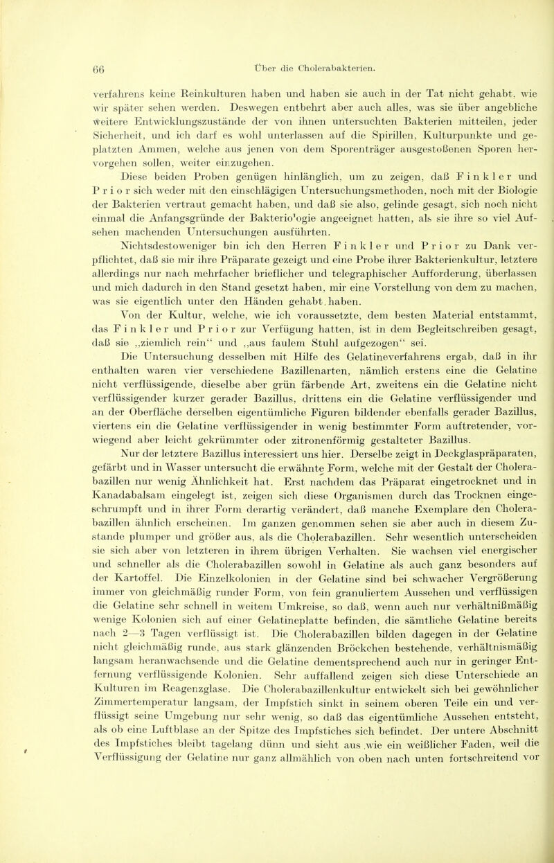 verfahi'ens keine Reinkulturen haben und haben sie auch in der Tat nicht gehabt, wie wir später sehen werden. Deswegen entbehrt aber auch alles, was sie über angebliche weitere Entwicklungszustände der von ihnen untersuchten Bakterien mitteilen, jeder Sicherheit, und ich darf es wohl unterlassen auf die Spirillen, Kulturpunkte und ge- platzten Ammen, welche aus jenen von dem Sporenträger ausgestoßenen Sporen her- vorgehen sollen, weiter einzugehen. Diese beiden Proben genügen hinlänglich, um zu zeigen, daß F i n k 1 e r und Prior sich weder mit den einschlägigen Untersuchungsmethoden, noch mit der Biologie der Bakterien vertraut gemacht haben, und daß sie also, gelinde gesagt, sich noch nicht einmal die Anfangsgründe der BakterioVgie angeeignet hatten, als sie ihre so viel Auf- sehen machenden Untersuchungen ausführten. Nichtsdestoweniger bin ich den Herren F i n k 1 e r und Prior zu Dank ver- pflichtet, daß sie mir ihre Präparate gezeigt und eine Probe ihrer Bakterienkultur, letztere allerdings nur nach mehrfacher brieflicher und telegraphischer Aufforderung, überlassen und mich dadurch in den Stand gesetzt haben, mir eine Vorstellung von dem zu machen, was sie eigentlich unter den Händen gehabt.haben. Von der Kultur, welche, wie ich voraussetzte, dem besten Material entstammt, das F i n k 1 e r und Prior zur Verfügung hatten, ist in dem Begleitschreiben gesagt, daß sie ziemlich rein und ,,aus faulem Stuhl aufgezogen sei. Die Untersuchung desselben mit Hilfe des Gelatine Verfahrens ergab, daß in ihr enthalten waren vier verschiedene Bazillenarten, nämlich erstens eine die Gelatine nicht verflüssigende, dieselbe aber grün färbende Art, zweitens ein die Gelatine nicht verflüssigender kurzer gerader Bazillus, drittens ein die Gelatine verflüssigender und an der Oberfläche derselben eigentümliche Figuren bildender ebenfalls gerader Bazillus, viertens ein die Gelatine verflüssigender in wenig bestimmter Form auftretender, vor- wiegend aber leicht gekrümmter oder zitronenförmig gestalteter Bazillus. Nur der letztere Bazillus interessiert uns hier. Derselbe zeigt in Deckglaspräparaten, gefärbt imd in Wasser untersucht die erwähnte Form, welche mit der Gestalt der Cholera- bazillen nur wenig Ähnlichkeit hat. Erst nachdem das Präparat eingetrocknet und in Kanadabalsam eingelegt ist, zeigen sich diese Organismen durch das Trocknen einge- schrumpft und in ihrer Form derartig verändert, daß manche Exemplare den Cholera- bazillen ähnlich erscheinen. Im ganzen genommen sehen sie aber auch in diesem Zu- stande plumper und größer aus, als die Cholerabazillen. Sehr wesentlich unterscheiden sie sich aber von letzteren in ihrem übrigen Verhalten. Sie wachsen viel energischer und schneller als die Cholerabazillen sowohl in Gelatine als auch ganz besonders auf der Kartoffel. Die Einzelkolonien in der Gelatine sind bei schwacher Vergrößerung immer von gleichmäßig runder Form, von fein granuliertem Aussehen und verflüssigen die Gelatine sehr schnell in weitem Umkreise, so daß, wenn auch nur verhältnißmäßig wenige Kolonien sich auf einer Gelatineplatte befinden, die sämtliche Gelatine bereits nach 2—3 Tagen verflüssigt ist. Die Cholerabazillen bilden dagegen in der Gelatine nicht gleichmäßig runde, aus stark glänzenden Bröckchen bestehende, verhältnismäßig langsam heranwachsende und die Gelatine dementsprechend auch nur in geringer Ent- fernung verflüssigende Kolonien. Sehr auffallend zeigen sich diese Unterschiede an Kulturen im Reagenzglase. Die Cholerabazillenkultur entwickelt sich bei gewöhnhcher Zimmertemperatur langsam, der Impfstich sinkt in seinem oberen Teile ein und ver- flüssigt seine Umgebung nur sehr wenig, so daß das eigentümliche Aussehen entsteht, als ob eine Luftblase an der Spitze des Impf Stiches sich befindet. Der untere Abschnitt des Impfstiches bleibt tagelang dünn und sieht aus .wie ein weißücher Faden, weil die Verflüssigung der Gelatine nur ganz allmählich von oben nach unten fortschreitend vor