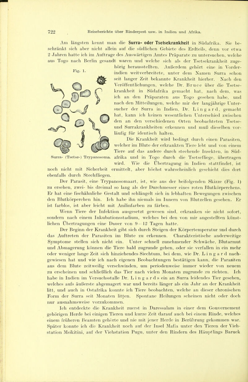 Am längsten kennt man die Surra- oder Tsetsekrankheit in Südafrika. Sie be- schränkt sich aber nicht allein auf die südlichen Gebiete des Erdteils, denn vor etwa 2 Jahren hatte ich im Auftrage des Auswärtigen Amtes Präparate zu untersuchen, welche aus Togo nach Berlin gesandt waren und welche sich als der Tsetsekrankheit zuge- hörig herausstellten. Außerdem gehört eine in Vorder- ^' Indien weitverbreitete, unter dem Namen Surra schon seit langer Zeit bekannte Krankheit hierher. Nach den Veröffentlichungen, welche Dr. Bruce über die Tsetse- krankheit in Südafrika gemacht hat, nach dem, was ich an den Präparaten aus Togo gesehen habe, und nach den Mitteilungen, welche mir der langjährige Unter- sucher der Surra in Indien, Dr. Lingard, gemacht hat, kann ich keinen wesentlichen Unterschied zwischen den an den verschiedenen Orten beobachteten Tsetse- und Surrakrankheiten erkennen und muß dieselben vor- läufig für identisch halten. Die Krankheit wird bedingt durch einen Parasiten, welcher im Blute der erkrankten Tiere lebt und von einem Tiere auf das andere durch stechende Insekten, in Süd- Surra- (Tsetse-) Trypanosoma. afrika und in Togo durch die Tsetsefliege, übertragen wird. Wie die Übertragung in Indien stattfindet, ist noch nicht mit Sicherheit ermittelt, aber höchst wahrscheinlich geschieht dies dort ebenfalls durch Stechfliegen. Der Parasit, eine Trypanosomaart, ist, wie aus der beifolgenden Skizze (Fig. 1) zu ersehen, zwei- bis dreimal so lang als der Durchmesser eines roten Blutkörperchens. Er hat eine fischähnliche Gestalt und schlängelt sich in lebhaften Bewegungen zwischen den Blutkörperchen hin. Ich habe ihn niemals im Innern von Blutzellen gesehen. Er ist farblos, ist aber leicht mit Anilinfarben zu färben. Wenn Tiere der Infektion ausgesetzt gewesen sind, erkranken sie nicht sofort, sondern nach einem Inkubationsstadium, welches bei den von mir angestellten künst- lichen Übertragungen eine Dauer von 9 — 12 Tagen hatte. Der Beginn der Krankheit gibt sich durch Steigen der Körpertemperatur imd durch das Auftreten der Parasiten im Blute zu erkennen. Charakteristische anderweitige Symptome stellen sich nicht ein. Unter schnell zunehmender Schwäche, Blutarmut und Abmagerung können die Tiere bald zugrunde gehen, oder sie verfallen in ein mehr oder weniger lange Zeit sich hinziehendes Siechtum, bei dem, wie Dr. Lingard nach- gewiesen hat und wie ich nach eigenen Beobachtungen bestätigen kann, die Parasiten aus dem Blute zeitweilig verschwinden, um periodenweise immer wieder von neuem zu erscheinen und schließlich das Tier nach vielen Monaten zugrunde zu richten. Ich habe in Indien im Versuchsstalle Dr. L i n g a r d s ein an Surra leidendes Tier gesehen, welches aufs äußerste abgemagert war und bereits länger als ein Jahr an der Krankheit Utt, und auch in Ostafrika konnte ich Tiere beobachten, welche an dieser chronischen Form der Surra seit Monaten litten. Spontane Heilungen scheinen nicht oder doch nur ausnahmsweise vorzukommen. Ich entdeckte die Krankheit zuerst in Daressalam in einer dem Gouvernement gehörigen Herde bei einigen Tieren und kurze Zeit darauf auch bei einem Rinde, welches einem früheren Beamten gehörte und lüe mit jener Herde in Berührung gekommen war. Später konnte ich die Krankheit noch auf der Insel Mafia unter den Tieren der Vieh- station Msikitini, auf der Viehstation Pugu, unter den Rindern des Häuptlings Baruck
