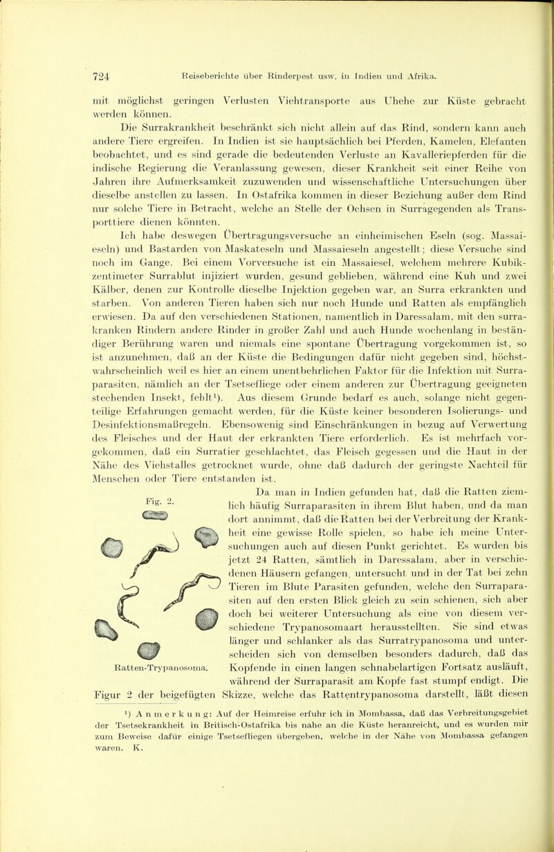 mit möglichst geringen Verlusten Viehtransporte aus Uhehe zur Küste gebracht werden können. Die Surrakrankheit beschränkt sich nicht allein auf das Rind, sondern kann auch andere Tiere ergreifen. In Indien ist sie hauptsächlich bei Pferden, Kamelen, Elefanten beobachtet, und es sind gerade die bedeutenden Verluste an Kavalleriepferden für die indische Regierung die Veranlassung gewesen, dieser Krankheit seit einer Reihe von Jahren ihre Aufmerksamkeit zuzuwenden und wissenschaftliche Untersuchungen über dieselbe anstellen zu lassen. In Ostafrika kommen in dieser Beziehung außer dem Rind nur solche Tiere in Betracht, welche an Stelle der Ochsen in Surragegenden als Trans- porttiere dienen könnten. Ich habe deswegen Übertragungsversuche an einheimischen Eseln (sog. Massai- eseln) und Bastarden von Maskateseln und Massaieseln angestellt; diese Versuche sind noch im Gange. Bei einem Vorversuche ist ein Massaiesel, welchem mehrere Kubik- zentimeter Surrablut injiziert wurden, gesund geblieben, während eine Kuh und zwei Kälber, denen zur Kontrolle dieselbe Injektion gegeben war, an Surra erkrankten und starben. Von anderen Tieren haben sich nur noch Hunde und Ratten als empfänglich erwiesen. Da auf den verschiedenen Stationen, namentlich in Daressalam, mit den surra- kranken Rindern andere Rinder in großer Zahl und auch Hunde wo(;henlang in bestän- diger Berührung waren und niemals eine spontane Übertragung vorgekommen ist, so ist anzunehmen, daß an der Küste die Bedingungen dafür nicht gegeben sind, höchst- wahrscheinlich weil es hier an einem unentbehrlichen Faktor für die Infektion mit Surra- parasiten, nämlich an der Tsetsefliege oder einem anderen zur Übertragung geeigneten stechenden Insekt, fehlt^). Aus diesem Grunde bedarf es auch, solange nicht gegen- teilige Erfahrungen gemacht werde-n, für die Küste keiner besonderen Isolierungs- und Desinfektionsmaßregeln. Ebensowenig sind Einschränlvungen in bezug auf Verwertung des Fleisches und der Haut der erkrankten Tiere erforderlich. Es ist mehrfach vor- gekommen, daß ein Surratier geschlachtet, das Fleisch gegessen und die Haut in der Nähe des Viehstalles getrocknet wurde, ohne daß dadurch der geringste Nachteil für Menschen oder Tiere entstanden ist. Da man in Indien gefunden hat, daß die Ratten zieni- ^' lieh häufig Surraparasiten in ihrem Blut haben, und da man ^■^^ dort annimmt, daß die Ratten bei der Verbreitung der Krank- heit eine gewisse Rolle spielen, so habe ich meine Unter- /^^fcJ '^^ suchungen auch auf diesen Punkt gerichtet. Es wurden bis ^^ Jfi jetzt 24 Ratten, sämtlich in Daressalam, aber in verschie- / /^*a»s denen Häusern gefangen^ untersucht und in der Tat bei zehn Tieren im Blute Parasiten gefunden, welche den Surrapara- siten auf den ersten Blick gleich zu sein schienen, sich aber doch bei weiterer Untersuchung als eine von diesem ver- schiedene Trypanosomaart herausstellten. Sie sind etwas länger und schlanker als das Surratrypanosoma und unter- scheiden sich von demselben besonders dadurch, daß das Ratten-Trypanosoma. Kopfende in einen langen schnabelartigen Fortsatz ausläuft, während der Surraparasit am Kopfe fast stumpf endigt. Die Figur 2 der beigefügten Skizze, welche das Ratt^ntrypanosoma darstellt, läßt diesen 1) Anmerkung: Auf der Heimreise erfuhr ich in Mombassa, daß das Verbreitungsgebiet der Tsetsekrankheit in Britisch-Ostafrika bis nahe an die Küste heranreicht, und es wurden mir zum Beweise dafür einige Tsetsefliegen übergeben, welche in der Nähe von Mombassa gefangen waren. K.