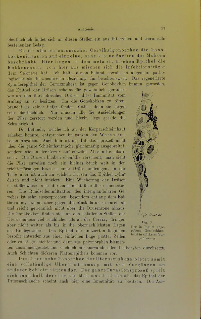 oberflcächlicli findet sich an diesen Stellen ein aus Eiterzellen und Gerinnseln bestehender Belag. Es ist also bei chronischer Cervikalgonorrhoe die Gono- kokkeninvasion auf einzelne, sehr kl eine Partien der Mukosa beschränkt. Hier liegen in dem metaplastischen Epithel die Kokkenrasen, von hier aus mischen sich die Infektionsträger dem Sekrete bei. Ich halte diesen Befund sowohl in allgemein patho- logischer als therapeutischer Beziehung für beachtenswert. Das regenerierte Zylinderepithel der Cervixmukosa ist gegen Gonokokken immun geworden, das Epithel der Drüsen scheint für gewöhnlich geradeso wie an den Bartholinschen Drüsen diese Immunität vom Anfang an zu besitzen. Um die Gonokokken zu töten, braucht es keiner tiefgreifenden Mittel, denn sie Hegen sehr oberflächlich, der Pilze zerstört Nur müssen alle die Ansiedelungen werden und hierin liegt gerade die Schwierigkeit. Die Befunde, welche ich an der Körperschleimhaut erheben konnte, entsprechen im ganzen den Wertheim- schen Angaben. Auch hier ist der Lifektionsprozeß nicht über die ganze Schleimhautfläche gleichmäßig ausgebreitet, sondern wie an der Cervix auf einzelne Abschnitte lokali- siert. Die Drüsen bleiben ebenfalls verschont, man sieht die Pilze zuweilen noch ein kleines Stück weit in den trichterförmigen Rezessus einer Drüse eindringen, in der Tiefe aber ist auch an solchen Drüsen das Epithel zylin drisch und nicht infiziert. Eine Wucherung der Drüsen ist stellenweise, aber durchaus nicht überall zu konstatie- ren. Die Rundzelleninfiltration des interglandulären Ge- webes ist sehr ausgesprochen, besonders entlang dem Epi- thelsaum, nimmt aber gegen die Muskulatur zu rasch ab und reicht gewöhnlich nicht über die Drüsenzone hinaus. Die Gonokokken finden sich an den befallenen Stellen der Uterusmukosa viel reichlicher als an der Cervix, dringen aber nicht weiter als bis in die oberflächlichsten Lagen des Bindegewebes. Das Epithel der infizierten Regionen besteht entweder aus einer einfachen Lage platter Zellen oder es ist geschichtet und dann aus polymorphen Elemen- ten zusammengesetzt und reichlich mit auswandernden Leukozyten durchsetzt. Auch Schichten dickeren Plattenepithels kommen vor. Die chronische Gonorrhoe derUterusmukosa bietet somit eine vollständige Übereinstimmung mit den Vorgängen an anderen Schleimhäuten dar. Der ganze Invasionsprozeß spielt sich innerhalb der obersten Mukosaschichten ab, das Epithel der Drüsenschläuche scheint auch hier eine Immunität zu besitzen. Die Aus- Fig. 3. Der in Fig. 2 ange- gebene Gonokoklven- licrd in stärkerer Ver- größerung.