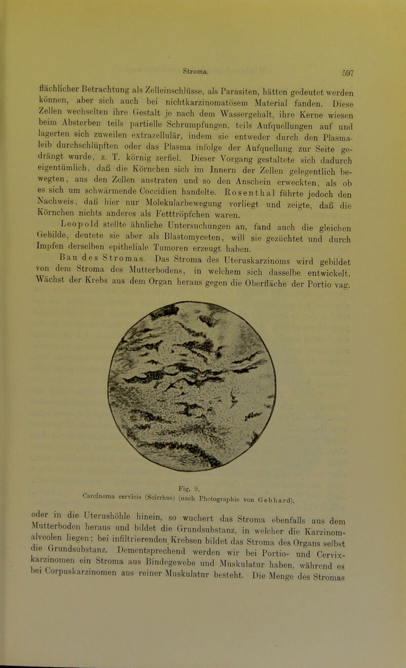 flächlicher Betrachtung als Zelleinschlüsse, als Parasiten, hätten gedeutet werden können, aber sich auch bei nichticarzinomatösem Material fanden. Diese Zellen wechselten ihre Gestalt je nach dem Wassergehalt, ihre Kerne wiesen beim Absterben teils partielle Schrumpfungen, teils Aufquellungen auf und lagerten sich zuweilen extrazellulär, indem sie entweder durch den Plasraa- leib durchschlüpften oder das Plasma infolge der Aufquellung zur Seite ge- drängt wurde, z. T. körnig zerfiel. Dieser Vorgang gestaltete sich dadurch eigentümlich, daß die Körnchen sich im Innern der Zellen gelegentlich be- wegten, aus den Zellen austraten und so den Anschein erweckten, als ob es sich um schwärmende Coccidien handelte. Rosenthal führte jedoch den Nachweis, daß hier nur Molekularbewegung vorliegt und zeigte, daß die Körnchen nichts anderes als Fetttröpfchen waren. Leopold stellte ähnliche Untersuchungen an, fand auch die gleichen Gebilde, deutete sie aber als Blastomyceten, will sie gezüchtet und durch Impfen derselben epitheliale Tumoren erzeugt haben. Bau des Stromas. Das Stroma des Uteruskarzinoms wird gebildet von dem Stroma des Mutterbodens, in welchem sich dasselbe entwickelt Wachst der Krebs aus dem Organ heraus gegen die Oberfläche der Portio vag Fig. 9. Carcinoma cervicis (Scirrhus) (nach Photographie von Gebhard). Oder in die Uterushöhle hinein, so wuchert das Stroma ebenfalls aus dem Mutterboden heraus und bildet die Grundsubstanz, in welcher die Karzinom- alveolen hegen; bei infiltrierenden Krebsen bildet das Stroma des Organs selbst die Grundsubstanz. Dementsprechend werden wir bei Portio- und Cervix- karzmomen ein Stroma aus Bindegewebe und Muskulatur haben, während es bei üorpuskarzmomen aus reiner Muskulatur besteht. Die Menge des Stromas