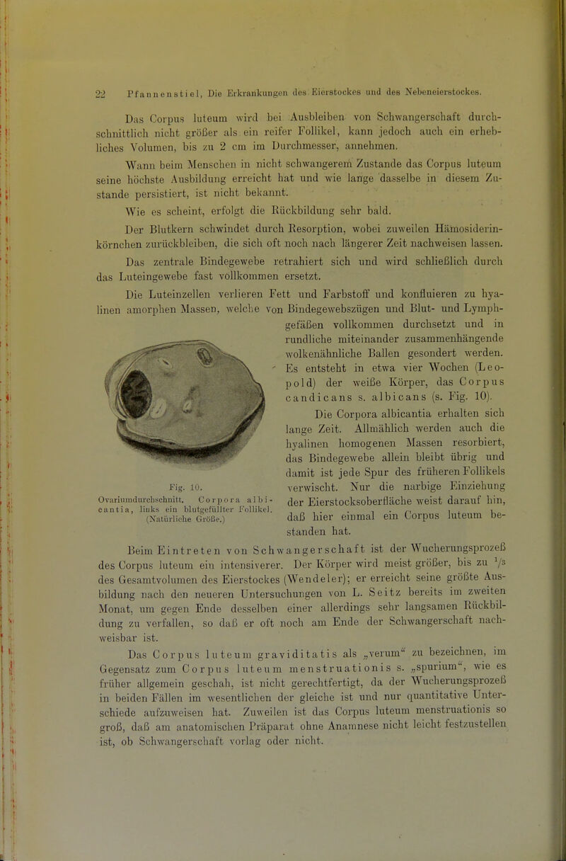 Das Corpus luteum wird bei Ausbleiben von Schwangerschaft durch- schnittlich nicht größer als, ein reifer Follikel, kann jedoch auch ein erheb- liches Volumen, bis zu 2 cm im Durchmesser, annehmen. Wann beim Menschen in nicht schwangerem Zustande das Corpus luteum seine höchste Ausbildung erreicht hat und wie lange dasselbe in diesem Zu- stande persistiert, ist nicht bekannt. Wie es scheint, erfolgt die Rückbildung sehr bald. Der Blutkern schwindet durch Resorption, wobei zuweilen Hämosiderin- körnchen zurückbleiben, die sich oft noch nach längerer Zeit nachweisen lassen. Das zentrale Bindegewebe retrahiert sich und wird schließlich durch das Luteingewebe fast vollkommen ersetzt. Die Luteinzellen verlieren Fett und Farbstoff und konfluieren zu hya- linen amorphen Massen, welche von Bindegewebszügen und Blut- und Lymph- gefäßen vollkommen durchsetzt und in rundliche miteinander zusammenhängende wolkenähnliche Ballen gesondert werden. Es entsteht in etwa vier Wochen (Leo- pold) der weiße Körper, das Corpus candicans s. albicans (s. Fig. 10). Die Corpora albicantia erhalten sich lange Zeit. Allmählich werden auch die hyalinen homogenen Massen resorbiert, das Bindegewebe allein bleibt übrig und damit ist jede Spur des früheren Follikels verwischt. Nur die narbige Einziehung der Eierstocksoberfläche weist darauf hin, daß hier einmal ein Corpus luteum be- standen hat. Beim Eintreten von Schwangerschaft ist der Wucherungsprozeß des Corpus luteum ein intensiverer. Der Körper wird meist größer, bis zu Vs des Gesamtvolumen des Eierstockes (Wendeler); er erreicht seine größte Aus- bildung nach den neueren Untersuchungen von L. Seitz bereits im zweiten Monat, um gegen Ende desselben einer allerdings sehr langsamen Rückbil- dung zu verfallen, so daß er oft noch am Ende der Schwangerschaft nach- weisbar ist. Das Corpus luteum graviditatis als „verum zu bezeichnen, im Gegensatz zum Corpus luteum menstruationis s. ,;Spurium'S wie es früher allgemein geschah, ist nicht gerechtfertigt, da der Wucherungsprozeß in beiden Fällen im wesentlichen der gleiche ist und nur quantitative Unter- schiede aufzuweisen hat. Zuweilen ist das Corpus luteum menstruationis so groß, daß am anatomischen Präparat ohne Anamnese nicht leicht festzustellen ist, ob Schwangerschaft vorlag oder nicht. Fig. 10. Ovariumdurclisehnitt. Corpora a 1 b i - links ein blutgefüllter FoUiiiel. (Natürliche Größe.) cantia,