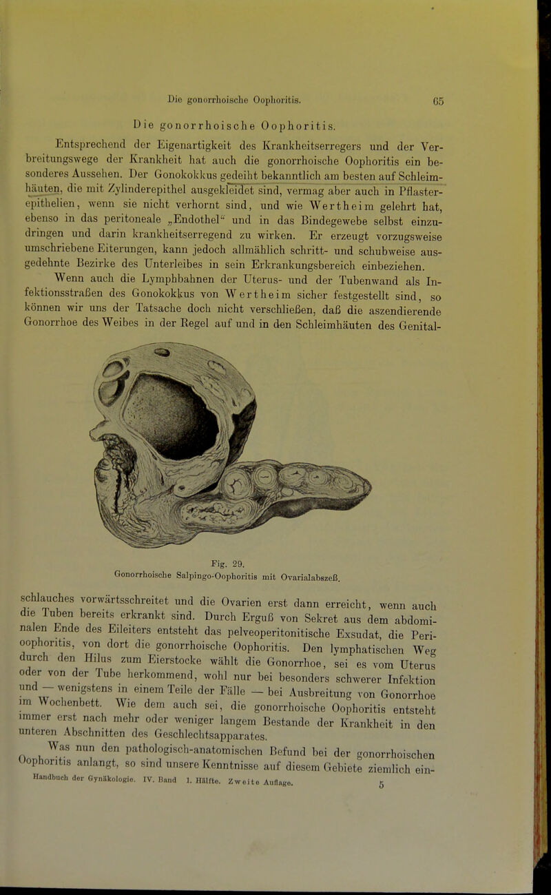 Die gonorrhoische Oophoritis. Entsprechend der Eigenartigkeit des Krankheitserregers und der Ver- breitungswege der Krankheit hat auch die gonorrhoische Oophoritis ein be- sonderes Aussehen. Der Gonokokkus gedeiht bekanntlich am besten auf Schleim- häuten, die mit Zylinderepithel ausgekleidet sind, vermag aber auch in Pflaster- epithelien, wenn sie nicht verhornt sind, und wie Werth ei ra gelehrt hat, ebenso in das peritoneale „Endother^ und in das Bindegewebe selbst einzu- dringen und darin krankheitserregend zu wirken. Er erzeugt vorzugsweise umschriebene Eiterungen, kann jedoch allmählich schritt- und schubweise aus- gedehnte Bezirke des Unterleibes in sein Erkrankungsbereich einbeziehen. Wenn auch die Lymphbahnen der Uterus- und der Tubenwand als In- fektionsstraßen des Gonokokkus von Wertheim sicher festgestellt sind, so können wir uns der Tatsache doch nicht verschließen, daß die aszendierende Gonorrhoe des Weibes in der Regel auf und in den Schleimhäuten des Genital- Fig. 29. Gonorrhoische Salpingo-Oophoritis mit OvarialabszeJS. Schlauches vorwärtsschreitet und die Ovarien erst dann erreicht, wenn auch die Tuben bereits erkrankt sind. Durch Erguß von Sekret aus dem abdomi- nalen Ende des Eileiters entsteht das pelveoperitonitische Exsudat, die Peri- oophoritis, von dort die gonorrhoische Oophoritis. Den lymphatischen Weg durch den Hilus zum Eierstocke wählt die Gonorrhoe, sei es vom Uterus oder von der Tube herkommend, wohl nur bei besonders schwerer Infektion und - wenigstens in einem Teile der Fälle - bei Ausbreitung von Gonorrhoe im Wochenbett. Wie dem auch sei, die gonorrhoische Oophoritis entsteht immer erst nach mehr oder weniger langem Bestände der Krankheit in den unteren Abschnitten des Geschlechtsapparates. Was nun den pathologisch-anatomischen Befund bei der gonorrhoischen Oophoritis anlangt, so sind unsere Kenntnisse auf diesem Gebiete ziemlich ein- Handbuch dor Gynäkologie. IV. Band 1. Haiffco. Zweite AuHago. 5