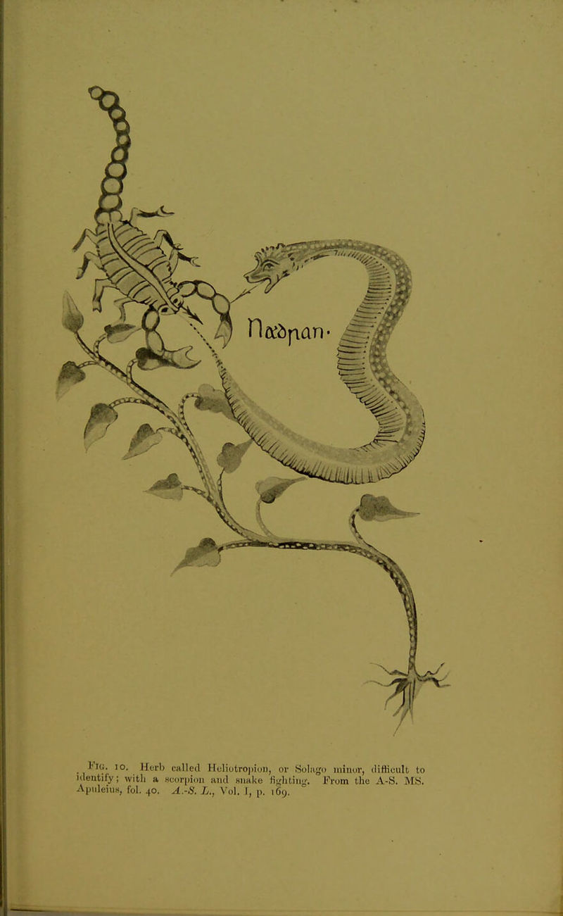 1IG. 10. Herb called Huliotro))ioii, or Solago miiuir, ilitticiilt to iileutify; with a Hcorpion and Hiiake fijrhtiug. From the A-S. MS. ApuleiuH, fol. 40. A.-S. L., Vol. I, p. 169.