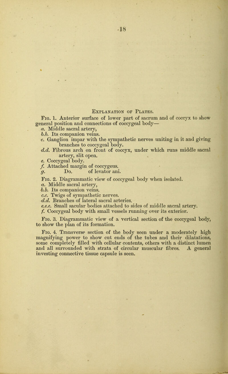 Explanation of Plates. Fia. 1. Anterior surface of lower part of sacrum and of coccyx to show general position and connections of coccygeal body— a. Middle sacral artery, h.h. Its companion veins. c. Ganglion impar with the sympathetic nerves uniting in it and giving branches to coccygeal body. d. d. Fibrous arch on front of coccyx, under which runs middle sacral artery, slit open. e. Coccygeal body. /. Attached margin of coccygeus. g. Do. of levator ani. Fig. 2. Diagrammatic view of coccygeal body when isolated. a. Middle sacral artery, h. h. Its companion veins. G.c. Twigs of sympathetic nerves. d. d. Branches of lateral sacral arteries. e. e.e. Small sacular bodies attached to sides of middle sacral artery. f. Coccygeal body with small vessels running over its exterior. Fig. 3. Diagrammatic view of a vertical section of the coccygeal body, to show the plan of its formation. Fig. 4. Transverse section of the body seen under a moderately high magnifying power to show cut ends of the tubes and their dilatations, some completely filled with cellular contents, others with a distinct lumen and all surrounded with strata of circular muscular fibres. A general investing connective tissue capsule is seen.