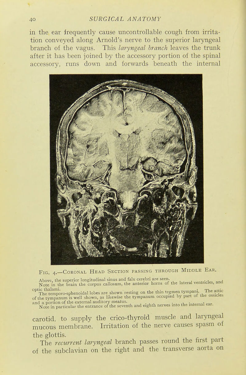 'I 40 SURGICAL ANATOMY in the ear frequently cause uncontrollable cough from irrita- tion conveyed along Arnold's nerve to the superior laryngeal branch of the vagus. This laryngeal branch leaves the trunk after it has been joined by the accessory portion of the spinal accessory, runs down and forwards beneath the internal Fig. 4.—Coronal Head Section passing throdgh Middle Ear. Above, the superior longitudinal sinus and falx cerebri are seen. . • 1 „„j Note in the brain the corpus callosum, the anterior horns of the lateral ventricles, and °^ The ti^oro-sphenoidal lobes are shown resting on the thin tegmen 'V^f , J^^„?'f^^ of the tympanum is well shown, as likewise the tympanum occupied by part ol the ossicles and a oortion of the external auditory meatus. . . , Note in particular the entrance of the seventh and eighth nerves into the internal ear. carotid, to supply the crico-thyroid muscle and laryngeal mucous membrane. Irritation of the nerve causes spasm of the glottis. The recurrent laryngeal branch passes round the first part of the subclavian on the right and the transverse aorta on