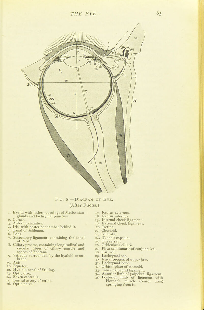 Fig. 8.—Diagram of Eye. (After Fuchs.) Eyelid with lashes, openings of Meibomian glands and lachrymal punctum. Cornea. Anterior chamber. Iris, with posterior chamber behind it. Canal of .Schlemm. Lens. Suspensory ligament, containing the canal of Petit. Ciliary process, containing longitudinal and circular fibres of ciliary muscle and spaces of Fontana. Vitreous surrounded by the hyaloid mem- brane. Axis. Equator. Hyaloid canal of Stilling. Optic disc. Fovea centralis. Central artery of retina. Optic nerve. 17- 18. 19. 20. 21. 22. 23. 24. 25- 26. 27- 28. 29. 30' 31- 32- 33- 34- 35- Rectus e.xtemus. Rectus internus. Internal check ligament. E.\ternal check ligament. Retina. Chorioid. Sclerotic. Tenon's capsule. Ora serrata. Orbicularis ciliaris. Plica semilunaris of conjunctiva. Caruncle. Lachrymal sac. Nasal process of upper jaw. Lachrymal bone. Orbital plate of ethmoid. Inner palpebral ligament. Anterior limb of palpebral ligament. Posterior limb of ligament with Horner's muscle (tensor tarsi) springing from it.