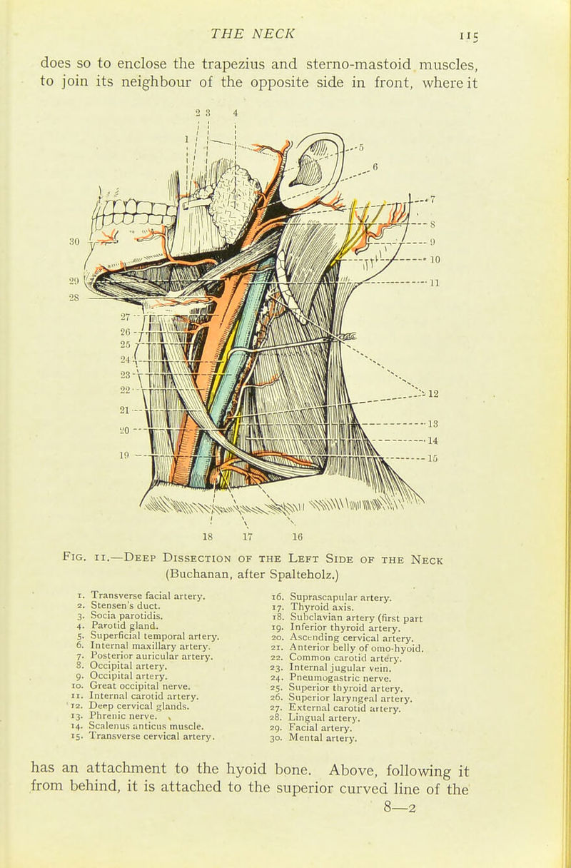 does so to enclose the trapezius and sterno-mastoid muscles, to join its neighbour of the opposite side in front, where it 2 3 18 17 16 Fig. II.—Deep Dissection of the Left Side of the Neck (Buchanan, after Spalteholz.) 1. Transverse facial artery. 2. Stensen's duct. 3. Socia parotidis. 4. Parotid gland. 5. Superficial temporal artery. 6. Internal maxillary artery. 7. Posterior auricular artery. 8. Occipital artery. 9. Occipital artery. 10. Great occipital nerve. 11. Internal carotid artery. ' 12. Deep cervical glands. 13. Phrenic nerve. > 14. Scalenus anticns muscle. 15. Transverse cervical artery. 16. 17- 18. 19. 20. 21. 22. 23- 24. 25- 26. 27. 28. 29. 30- Suprascapular artery. Thyroid axis. Subclavian artery (first part Inferior thyroid artery. Ascending cervical artery. Anterior belly of omo-hyoid. Common carotid artery. Internal jugular vein. Pneumogastric nerve. Superior thyroid artery. Superior laryngeal artery. External carotid artery. Lingual artery. Facial artery. Mental artery. has an attachment to the hyoid bone. Above, following it from behind, it is attached to the superior curved line of the 8—2