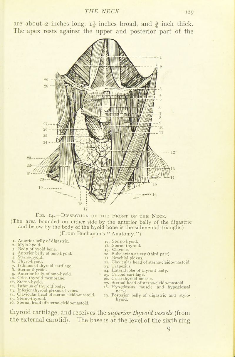 are about 2 inches long, i-| inches broad, and | inch thick. The apex rests against the upper and posterior part of the ~yf^ 10 Fig. 14.—Dissection of the Front of the Neck. (The area bounded on either side by the anterior belly of the digastric and below by the body of the hyoid bone is the submental triangle.) (From Buchanan's Anatomy.) 1. Anterior belly of digastric. 2. Mylo-hyoid. 3. Body of hyoid bone. 4. Anterior belly of onio-hyoid. 5. Sterno-liyoid. 6. Thyro-hyoid. 7. Isthmus of thyroid c.irtilage. S. Sterno-thyroid. 9. Anterior belly ofomo-hyoid. 10. Crico-thyroid membrane. 11. Sterno-hyoid. 12. Isthmus of thyroid body. 13. Inferior thyroid ple.vus of veins. 14. Clavicular head of sterno-cleido-mastoid. 15. Sterno-thyroid. 16. Sternal head of sterno-cleido-mastoid. 17. Sterno hyoid. 18. Sterno-thyroid. 19. Clavicle. 20. Subclavian artery (third part). 21. Brachial ple,\us. 22. Clavicular head of sterno-cleido-mastoid. 23. Trapezius. 24. Lateral lobe of thyroid body. 25. Cricoid cartilage. 26. Crico-thyroid muscle. 27. Sternal head of sterno-cleido-mastoid. 28. Hyo-glossus muscle and hypoglossal nerve. 29. Posterior belly of digastric and stylo- hyoid. thyroid cartilage, and receives the superior thyroid vessels (from the external carotid). The base is at the level of the sixth ring 9