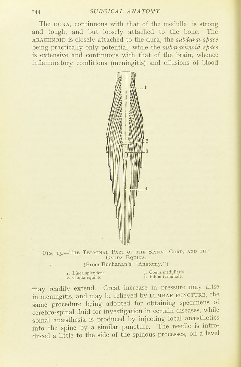 The DURA, continuous with that of the medulla, is strong and tough, and but loosely attached to the bone. The ARACHNOID is closely attached to the dura, the subdural space being practically only potential, while the subarachnoid space is extensive and continuous with that of the brain, whence inflammatory conditions (meningitis) and effusions of blood Fig. 15. The Terminal Part of the Spinal Cord, and the Cauda Equina. (From Buchanan's  Anatomy.) 1. Linea splendens. 2. Cauda equina. 3. Conus medullaris. 4. Filum lerminale. may readily extend. Great increase in pressure may arise in meningitis, and may be relieved by lumbar puncture, the same procedure being adopted for obtaining specimens of cerebro-spinal fluid for investigation in certain diseases, while spinal aucEsthesia is produced by injecting local anfesthetics into the spine by a similar puncture. The needle is intro- duced a little to the side of the spinous processes, on a level