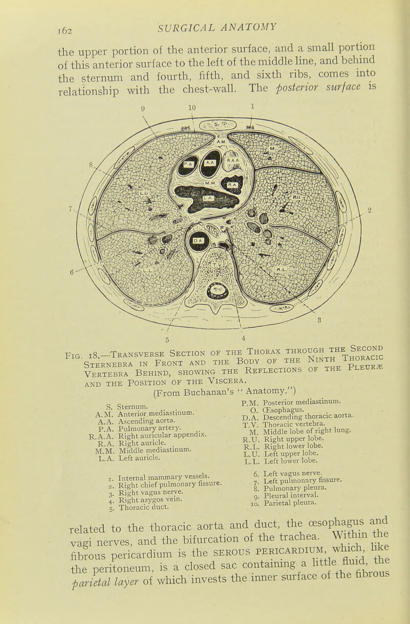 the upper portion of the anterior surface, and a small portion of this anterior surface to the left of the middle line, and behind the sternum and fourth, fifth, and sixth ribs, comes mto relationship with the chest-wall. The posterior surface is Fig iS.-Transverse Section of the Thorax through the Second Sternebra in Front and the Body of the Ninth Thorac.^ Vertebra Behind, showing the Reflections of the Pleura and the Position of the Viscera. (From Buchanan's  Anatomy.) S. Sternum. A.M. Anterior mediastmum. A.A. Ascending aorta. P.A. Pulmonary artery. R.A.A. Right auricular appendi.x. R.A. Right auricle. M.M. Middle mediastinum. L.A. Left auricle. 1. Internal mammary vessels. 2. Right chief pulmonary fissure. 3. Right vagus nerve. 4. Right azygos vein. 5. Thoracic duct. P.M. Posterior mediastinum. O. Oesophagus. D.A. Descending thoracic aorta. T.V. Thoracic vertebra. M. Middle lobe of right lung. R.U. Right upper lobe. R.L. Right lower lobe. L.U. Left upper lobe. L.L. Left lower lobe. 6. Left vagus nerve. 7. Left pulmonary fissure. 8. Pulmonary pleura. 9. Pleural interval. 10. Parietal pleura. related to the thoracic aorta ^^^^^uct the CBSopl ag^s a vagi nerves, and the bifurcation of the trachea. Wi h n he fibfous pericardium is the serous ^i*?^^^^^;;,:'^ ^ the peritoneum, is a closed sac contammg a l^tt e Au.d the parietal layer of which invests the inner surface of the fibrous