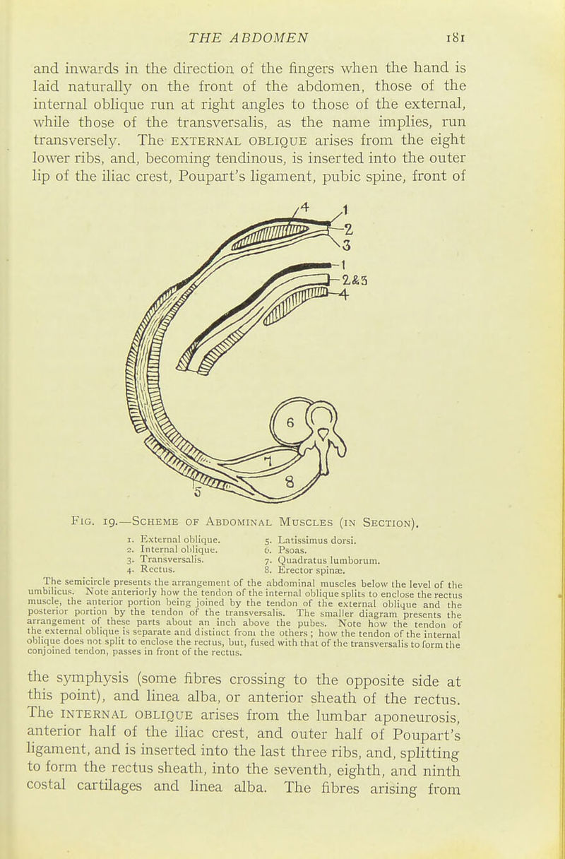 and inwards in the direction of the fingers when the hand is laid naturally on the front of the abdomen, those of the internal oblique run at right angles to those of the external, while those of the transversalis, as the name implies, run transversely. The external oblique arises from the eight lower ribs, and, becoming tendinous, is inserted into the outer lip of the iliac crest, Poupart's ligament, pubic spine, front of Fig. 19.—Scheme of Abdominal Muscles (in Section). 1. External oblique. 5. Latissimus dorsi. 2. Internal oblique. 6. Psoas. 3. Transversalis. 7. Quadratus lumborum. 4. Rectus. 8. Erector spinEe. The semicircle presents the arrangement of the abdominal muscles below the level of the umbilicus. Note anteriorly how the tendon of the internal oblique splits to enclose the rectus muscle, the anterior portion being joined by the tendon of the external oblique and the posterior portion by the tendon of the transversalis. The smaller diagram presents the arrangement of these parts about an inch above the pubes. Note how the tendon of the external oblique is separate and distinct from the others ; how the tendon of the internal oblique does not split to enclose the rectus, but, fused with that of the transversalis to form the conjoined tendon, passes in front of the rectus. the symphysis (some fibres crossing to the opposite side at this point), and linea alba, or anterior sheath of the rectus. The INTERNAL OBLIQUE arises from the lumbar aponeurosis, anterior half of the iliac crest, and outer half of Poupart's ligament, and is inserted into the last three ribs, and, splitting to form the rectus sheath, into the seventh, eighth, and ninth costal cartilages and linea alba. The fibres arising from