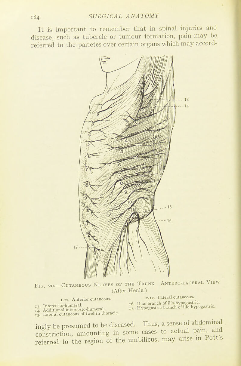 It is important to remember that in spinal injuries and disease, such as tubercle or tumour formation, pain may lu; referred to the parietes over certain organs which may accord- 17-- 16. Iliac branch of ilio-hypogastric. 17. Hypogastric branch of ilio hypogastric. Fig. 20.-CUTANE0US Nerves of the Trunk Antero-lateral View (After Henle.) 1-12. Anterior cutaneous. 2-. Lateral cutaneous. 13. Intercosto-humeral. 14. Additional intercosto-humeral. 15. Lateral cutaneous of twelfth thoracic. ingly be presumed to be diseased. Thus, a sense of abdominal constriction, amounting in some cases to actual pam^ and referred to the region of the umbilicus, may arise in 1 ott s