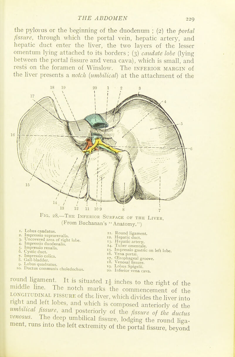 the pjdoius or the beginning of the duodenum ; (2) the portal fissure, through which the portal vein, hepatic artery, and hepatic duct enter the liver, the two layers of the lesser omentum lying attached to its borders; (3) caudate lobe (lying between the portal fissure and vena cava), which is small, and rests on the foramen of Winslow. The inferior margin of the hver presents a notch {umbilical) at the attachment of the 13 12 11 10 9 Fig. 28.—The Inferior Sur (From Buchanan's 1. Lobus caudatus. 2. Irnpressio suprarenalis. 3. Uncovered area of right lobe. 4. Impressjo duodenalis. 5- Irnpressio renalis. 6. Cystic duct. 7. Impre.ssio colica. 5. Gall-bladder. 9. Lobus quadratus. 10. Ductus communis choledochus 13- 14. 15- 16. 17- 18. 19. FACE OF THE LiVER. Anatomy.) Round ligament. Hepatic duct. Hepatic artery. Tuber omentale. Irnpressio gastric on left lobe. Vena porta:. CEsophageal groove. Venosal fissure. Lobus Spigelii. Inferior vena cava. round ligament. It is situated inches to the right of the middle line. The notch marks the commencement of the longitudinal fissure of the liver, which divides the liver into right and left lobes, and which is composed anteriorly of the itmbihcal fiss^ure and posteriorly of the fissure of the ductus venosus. The deep umbilical fissure, lodging the round liga- ment, runs into the left extremity of the portal fissure, beyond
