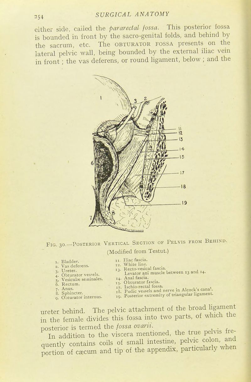 !S4 cither side, called tlie pararectal fossa. This posterior fossa is bounded in front by the sacro-genital folds, and behind by the sacrum, etc. The obturator fossa presents on the lateral pelvic wall, being bounded by the external iliac vein in front; the vas deferens, or round ligament, below ; and the Fig. 30.-P0STERIOR Vertical Section of Pelvis from Behind. (Modified from Testut.) 1. Bladder. 2. Vas deferens. 3. Ureter. 4. Obturator ves^sels. 5. VesicuIpE seminales. 6. Rectum. 7. Anus. 8. Sphincter. q. O'.Jturator internus. II. Iliac fascia, iz. White line. 13. Recto-vesical fascia. Levator ani muscle between 13 and 14. 14. Anal fascia. 15. Obturator fascia. 17. Ischio-rectal fossa. _ , 18 Pudic vessels and nerve in Alcock s cana . jg. Posterior e.vtremity of triangular ligament. ureter behind. The pelvic attachment of the broad ligarnent in the female divides this fossa into two parts, of which the posterior is termed the fossa ovarii. In addition to the viscera mentioned, the true pelvis fre- quently contains coils of small intestine, pelvic colon, and ?ort^on of c^cum and tip of the appendix, particularly when