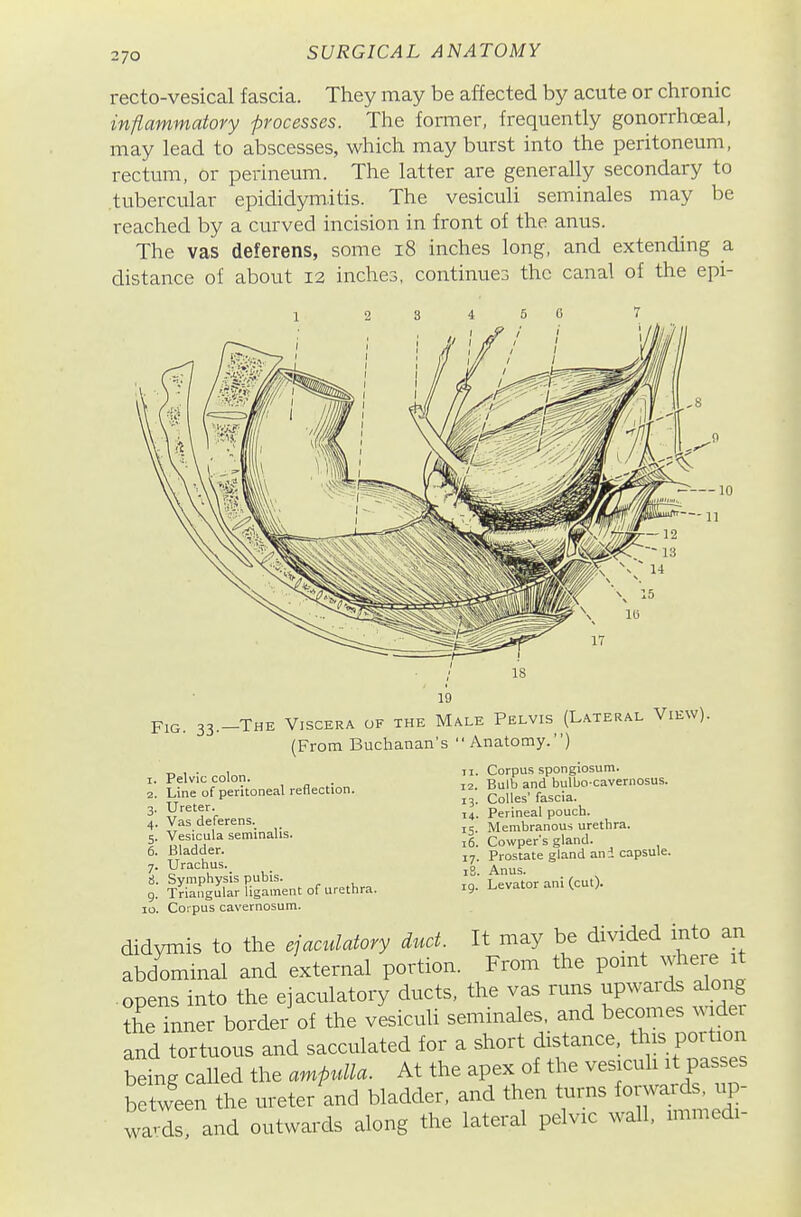 recto-vesical fascia. They may be affected by acute or chronic inflammatory -processes. The former, frequently gonorrhoea!, may lead to abscesses, which may burst into the peritoneum, rectum, or perineum. The latter are generally secondary to .tubercular epididymitis. The vesiculi seminales may be reached by a curved incision in front of the anus. The vas deferens, some i8 inches long, and extending a distance of about 12 inches, continues the canal of the epi- 19 Fig. 33. -The Viscera of the Male Pelvis (Lateral View). (From Buchanan's Anatomy.) 1. Pelvic colon. 2. Line of peritoneal reflection. 3. Ureter. 4. Vas cleferens._ 5. Vesicula seminalis. 6. Bladder. 7. Urachus. !i. Symphysis pubis, g. Triangular ligament of urethra. 10. Corpus cavernosum. Corpus spongiosum. Bulb and bulbo-cavernosus. CoUes' fascia. Perineal pouch. Membranous urethra. 16. Cowper's gland. 17. Prostate gland ani capsule. 18. Anus. 19. Levator ani (cut). II. 12. 13- 14. IS- didymis to the ejaculatory duct. It may be divided into an abdominal and external portion. From the pomt where it .opens into the ejaculatory ducts, the vas runs upwards along the inner border of the vesiculi seminales, and becomes dei and tortuous and sacculated for a short distance, this portion being called the amp^ala. At the apex of the vesiculi it passes b tween the ureter and bladder, and then turns s iip- wavds, and outwards along the lateral pelvic wall, immedi-
