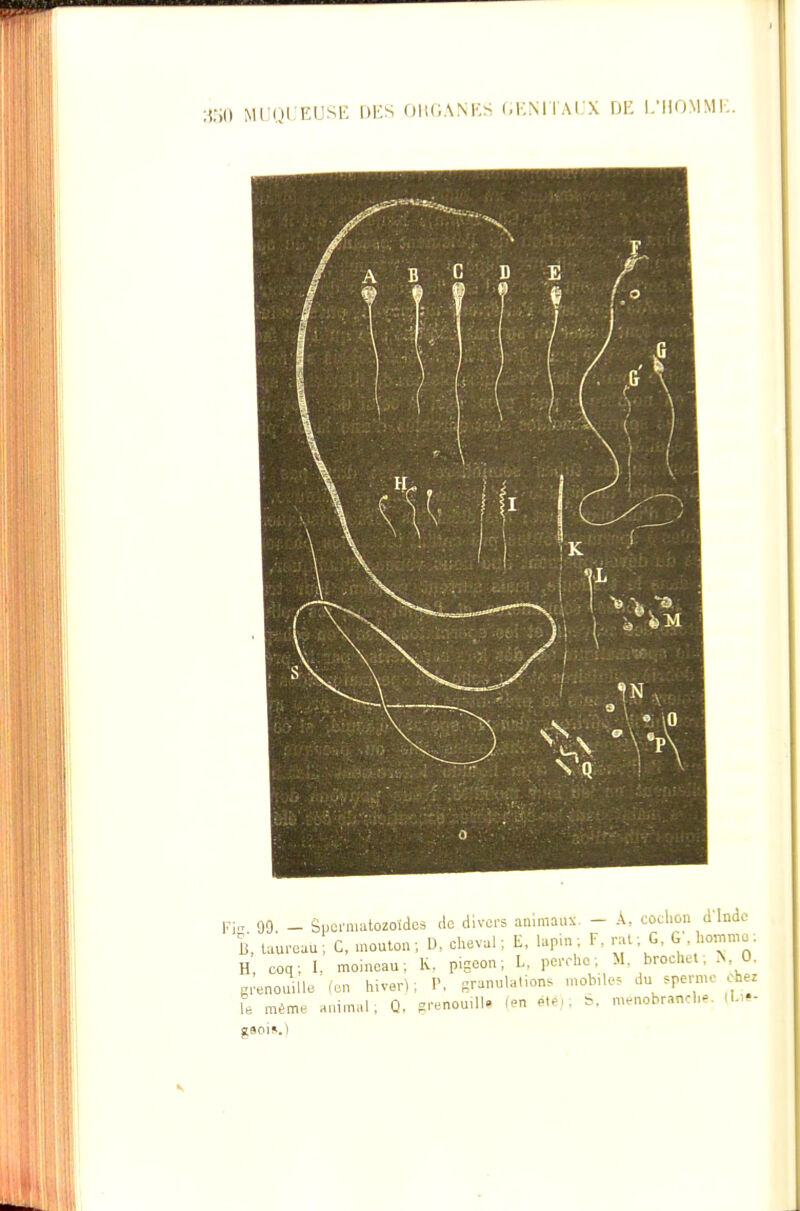 ■m MlJUl EUSK DKS OliGANKS l.KMTACX DK I-'IIOMME Fi 99. - Sponiiatozoïdes de divci-s anmiaux. - A, cochon d'Indo B, taureau! C. mouton; D, cheval; E, lapin; F, nU; G, G. •'^^«^ H coq; I. moineau; K. pigeon; L, percho ; M, brochet; ^, 0. grenouille ' l'on hiver) ; P, sranulalions mob.lef du speme chez le même animal, Q. grenouUl- (en M,., é. m.nobranch.. geois.)