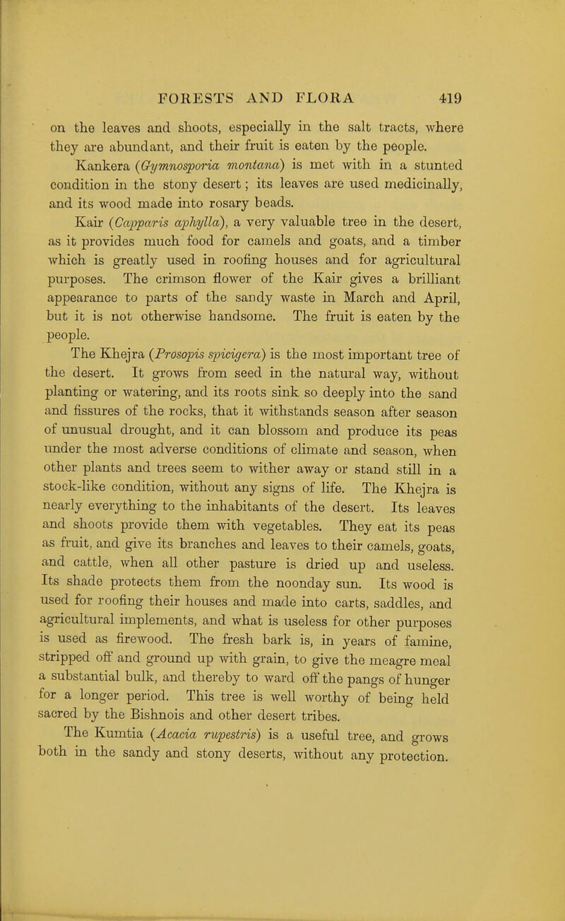 on the leaves and shoots, especially in the salt tracts, where they are abundant, and their fruit is eaten by the people, Kankera {Gymnosporia montana) is met with in a stunted condition in the stony desert; its leaves are used medicmally, and its wood made into rosary beads. Kair (Capparis aphylla), a very valuable tree in the desert, as it provides much food for camels and goats, and a timber which is greatly used in roofing houses and for agricultural purposes. The crimson flower of the Kair gives a brilliant appearance to parts of the sandy waste in March and April, but it is not otherwise handsome. The fruit is eaten by the people. The Khejra (Prosopis spicigera) is the most important tree of the desert. It grows from seed in the natural way, without planting or watering, and its roots sink so deeply into the sand and fissures of the rocks, that it withstands season after season of unusual drought, and it can blossom and produce its peas under the most adverse conditions of climate and season, when other plants and trees seem to wither away or stand still in a stock-like condition, without any signs of life. The Khejra is nearly everything to the inhabitants of the desert. Its leaves and shoots provide them with vegetables. They eat its peas as fruit, and give its branches and leaves to their camels, goats, and cattle, when all other pasture is dried up and useless. Its shade protects them from the noonday sun. Its wood is used for roofing their houses and made into carts, saddles, and agricultural implements, and what is useless for other purposes is used as fircAvood. The fresh bark is, in years of famine, stripped off and ground up with gram, to give the meagre meal a substantial bulk, and thereby to ward off the pangs of hunger for a longer period. This tree is well worthy of being held sacred by the Bishnois and other desert tribes. The Kumtia (Acacia rupestris) is a useful tree, and grows both in the sandy and stony deserts, without any protection.