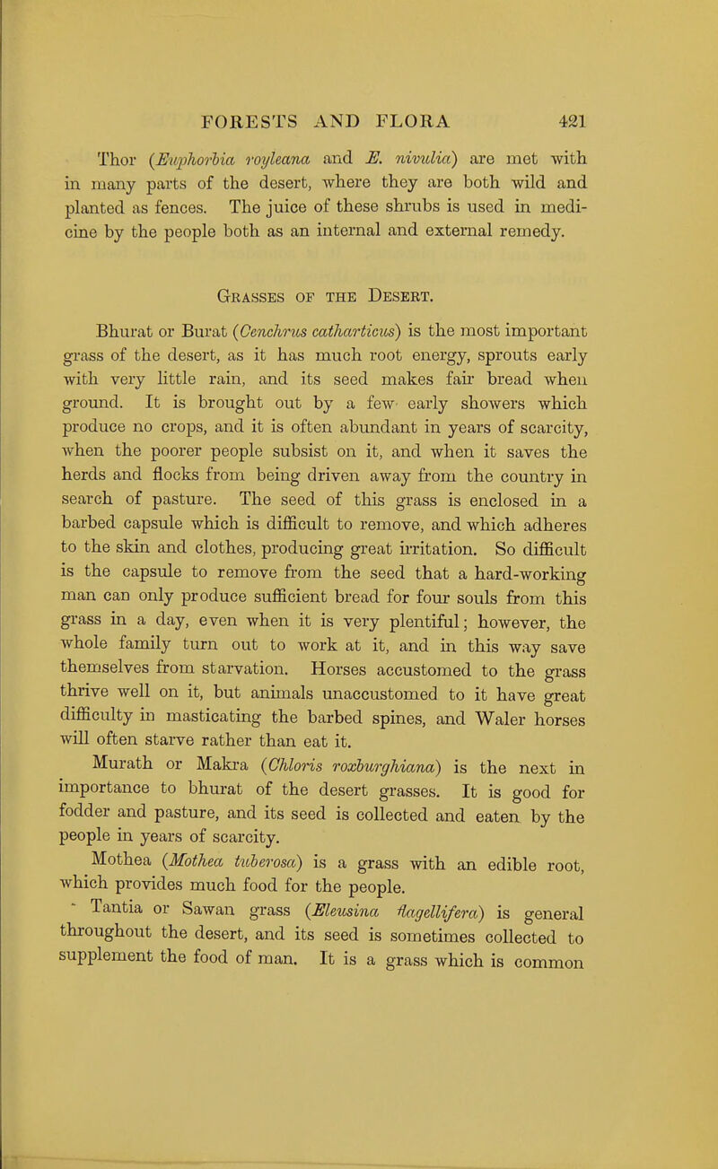 Thor {Euphorlia royleana and JE. nivulia) are met with in many parts of the desert, where they are both wild and planted as fences. The juice of these shrubs is used in medi- cine by the people both as an internal and external remedy. Gkasses of the Desekt. Bhurat or Burat (Oenchrus catharticus) is the most important grass of the desert, as it has much root energy, sprouts early with very little rain, and its seed makes fair bread when groimd. It is brought out by a feW' early showers which produce no crops, and it is often abundant in years of scarcity, when the poorer people subsist on it, and when it saves the herds and flocks from being driven away from the country in search of pasture. The seed of this grass is enclosed in a barbed capsule which is difficult to remove, and which adheres to the skin and clothes, producing great u-ritation. So difficult is the capsule to remove from the seed that a hard-working man can only produce sufficient bread for four souls from this grass in a day, even when it is very plentiful; however, the whole family turn out to work at it, and in this way save themselves from starvation. Horses accustomed to the grass thrive well on it, but animals unaccustomed to it have great difficulty in masticating the barbed spines, and Waler horses will often starve rather than eat it. Murath or Maki-a (Chloris roxburghiana) is the next in importance to bhurat of the desert grasses. It is good for fodder and pasture, and its seed is collected and eaten, by the people in years of scarcity. Mothea {Mothea tuherosa) is a grass with an edible root, which provides much food for the people. Tantia or Sawan grass (Meusina Hagellifera) is general throughout the desert, and its seed is sometimes collected to supplement the food of man. It is a grass which is common