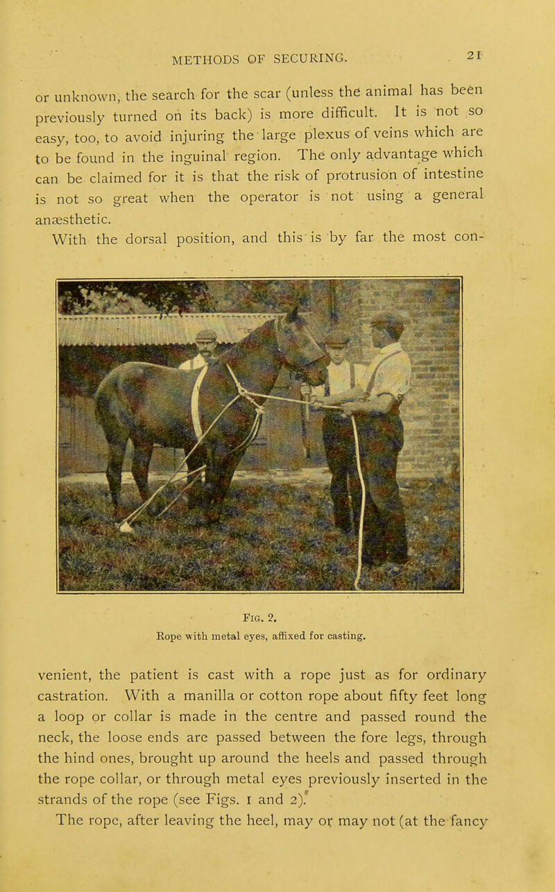 or unknown, the search for the scar (unless the animal has be6n previously turned on its back) is more difficult. It is not so easy, too, to avoid injuring the large plexus of veins which are to be found in the inguinal region. The only advantage which can be claimed for it is that the risk of protrusion of intestine is not so great when the operator is not using a general anaesthetic. With the dorsal position, and this is by far the most con- FiG. 2. Rope ■with metal eyes, affixed for casting. venient, the patient is cast with a rope just as for ordinary castration. With a manilla or cotton rope about fifty feet long a loop or collar is made in the centre and passed round the neck, the loose ends are passed between the fore legs, through the hind ones, brought up around the heels and passed through the rope collar, or through metal eyes previously inserted in the strands of the rope (see Figs, i and 2).* The rope, after leaving the heel, may or may not (at the fancy
