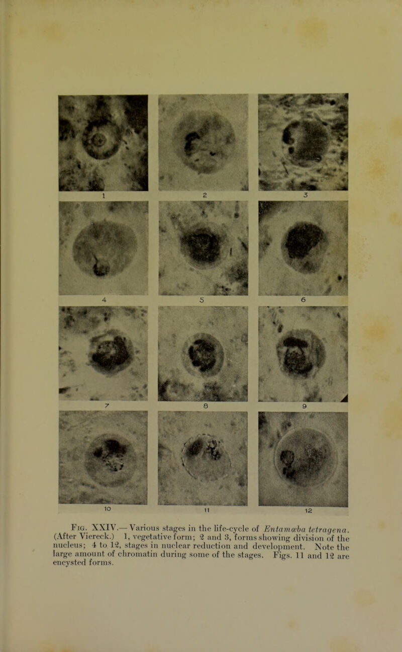 Fig. XXIV.—Various stages in the life-cycle of Entamoeba tetragcna. (After Viereck.) 1, vegetative form; 2 and 3, forms showing divi.sion of the nucleus; 4 to 1-2, stages in nuclear reduction and development. Note the large amount of chromatin during some of the stages. Figs. 11 and 12 are encysted forms.