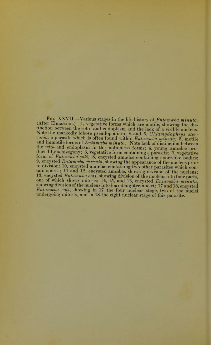 v\ -^^yII—Various stages in the life history of Entamoeba minuta. (After Elmassian.) 1, vegetative forms which are motile, showing the dis- tinction between the ecto- and endoplasm and the lack of a visible nucleus. Note the markedly lobose pseudopodium; 2 and 5, Chlamydophrys ster- coria, a parasite which is often found within Entamceba minuta; 3, motile and immotile forms of Entamoeba minuta. Note lack of distinction between the ecto- and endoplasm in the motionless forms; 4, young amoebae pro- duced by schizogony; 6, vegetative form containing a parasite; 7, vegetative form of Entamoeba coli; 8, encysted amoebae containing spore-like bodies; 9, encysted Entamoeba minuta, showing the appearance of the nucleus prior to division; 10, encysted amoebae containing two other parasites which con- tain spores; 11 and 12, encysted amoebae, showing division of the nucleus; 13, encysted Entamoeba coli, showing division of the nucleus into four parts, one of which shows mitosis; 14, 15, and 16, encysted Entamoeba minuta, showing division of the nucleus into four daughter-nuclei; 17 and 18, encysted Entama^ha coli, showing in 17 the four nuclear stage, two of the nuclei undergoing mitosis, and in 18 the eight nuclear stage of this parasite.