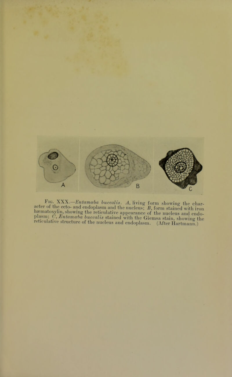 Fig XXX.—Entcnnoeba buccalis. ^Jiving form showing the char- acter ot the ecto- and endoplasm and the nucleus; B, form stained with iron haematoxylin, showing the reticuhxtive aj)]>earance of the nucleus and endo- plasm; C,Ji.nfama'ha buccalis stained with the Giemsa stain, showino- the retieulative structure of the nucleus and endoplasm. (After Hartmann )