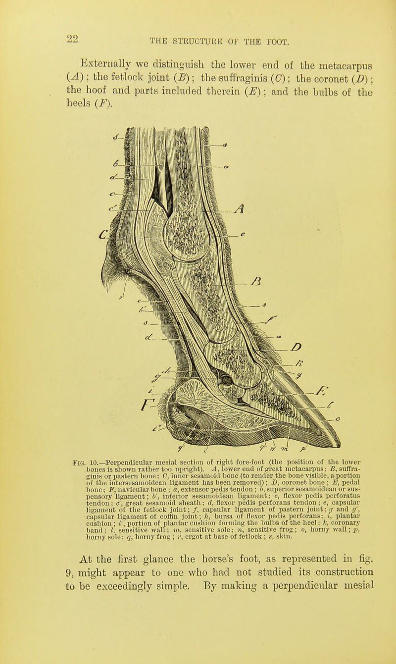 THE STRUCTURE OK THE FOOT. Externally we distinguish the lower end of the metacarpus (A); the fetlock joint (B); the suffraginis (C); the coronet (D); the hoof and parts included therein (E); and the bulbs of the heels (F). FIG. 10.—Perpendicular mesial section of right fore-foot (the position of the lower bones is shown rather too upright). A, lower end of great metacarpus; B, suffra- ginis or pastern bone; C, inner sesamoid bone (to render the bone visible, a portion of the intersesamoidean ligament has been removed); D, coronet bone ; E, pedal bone; F, navicular bone; a, extensor pedis tendon ; 6, superior sesamoidean or sus- pensory ligament; V, inferior sesamoidean ligament: c, flexor pedis perforatum tendon; c', great sesamoid sheath; d, flexor pedis perforans tendon ; e, capsular ligament of the fetlock joint; /, capsular ligament of pastern joint; ;/ and g', capsular ligament of coffin joint; h, bursa of flexor pedis perforans; i, plantar cushion ; portion of plantar cushion forming the bulbs of the heel: k, coronary band; I, sensitive wall; m, sensitive sole; n, sensitive frog; o, horny wall; p, horny sole; q, horny frog ; r, ergot at base of fetlock ; s, skin. At the first glance the horse's foot, as represented in fig. 9, might appear to one who had not studied its construction to be exceedingly simple. By making a perpendicular mesial