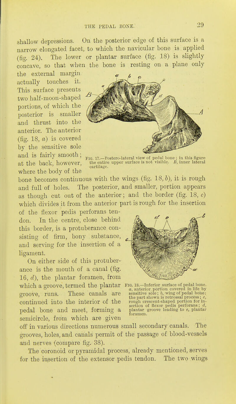 FIG. 17.—Posterolateral view of pedal bone ; in this figure the entire upper surface is not visible. B, inner lateral cartilage. shallow depressions. On the posterior edge of this surface is a narrow elongated facet, to which the navicular bone is applied (fig. 24). The lower or plantar surface (fig. 18) is slightly concave, so that when the bone is resting on a plane only the external margin actually touches it. This surface presents two half-moon-shaped portions, of which the posterior is smaller and thrust into the anterior. The anterior (fig. 18, a) is covered by the sensitive sole and is fairly smooth; at the back, however, where the body of the bone becomes continuous with the wings (fig. 18,6), it is rough and full of holes. The posterior, and smaller, portion appears as though cut out of the anterior; and the border (fig. 18, c) which divides it from the anterior part is rough for the insertion of the flexor pedis perforans ten- don. In the centre, close behind this border, is a protuberance con- sisting of firm, bony substance, and serving for the insertion of a ligament. On either side of this protuber- ance is the mouth of a canal (fig. 16, d), the plantar foramen, from which a groove, termed the plantar groove, runs. These canals are continued into the interior of the pedal bone and meet, forming a semicircle, from which are given off in various directions numerous small secondary canals. The grooves, holes, and canals permit of the passage of blood-vessels and nerves (compare fig. 38). The coronoid or pyramidal process, already mentioned, serves for the insertion of the extensor pedis tendon. The two wings Fig. 18.—Inferior surface of pedal bone. a, anterior portion covered in life by sensitive sole; b, wing of pedal bone; the part shown is retrossal process; c, rough crescent-shaped portion for in- sertion of flexor pedis perforans; d, plantar groove leading to e, plantar foramen.