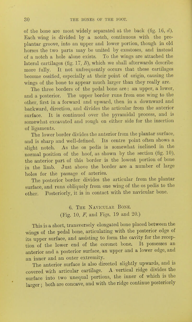 of the bone are most widely separated at the back (fig. 16, d). Each wing is divided by a notch, continuous with the pre- plantar groove, into an upper and lower portion, though in old horses the two parts may be united by exostoses, and instead of a notch a hole alone exists. To the wings are attached the lateral cartilages (fig. 17, B), which we shall afterwards describe more fully. It not unfrequently occurs that these cartilages become ossified, especially at their point of origin, causing the wings of the bone to appear much larger than they really are. The three borders of the pedal bone are: an upper, a lower, and a posterior. The upper border runs from one wing to the other, first in a forward and upward, then in a downward and backward, direction, and divides the articular from the anterior surface. It is continued over the pyramidal process, and is somewhat excavated and rough on either side for the insertion of ligaments. The lower border divides the anterior from the plantar surface, and is sharp and well-defined. Its centre point often shows a slight notch. As the os pedis is somewhat inclined in the normal position of the hoof, as shown by the section (fig. 10), the anterior part of this border is the lowest portion of bone in the limb. Just above the border are a number of large holes for the passage of arteries. The posterior border divides the articular from the plantar surface, and runs obliquely from one wing of the os pedis to the other. Posteriorly, it is in contact with the navicular bone. 6. The Navicular Bone. (Fig. 10, F, and Figs. 19 and 20.) This is a short, transversely elongated bone placed between the wings of the pedal bone, articulating with the posterior edge of its upper surface, and assisting to form the cavity for the recep- tion of the lower end of the coronet bone. It possesses an anterior and a posterior surface, an upper and a lower edge, and an inner and an outer extremity. The anterior surface is also directed slightly upwards, and is covered with articular cartilage. A vertical ridge divides the surface into two unequal portions, the inner of which is the larger; both are concave, and with the ridge continue posteriorly