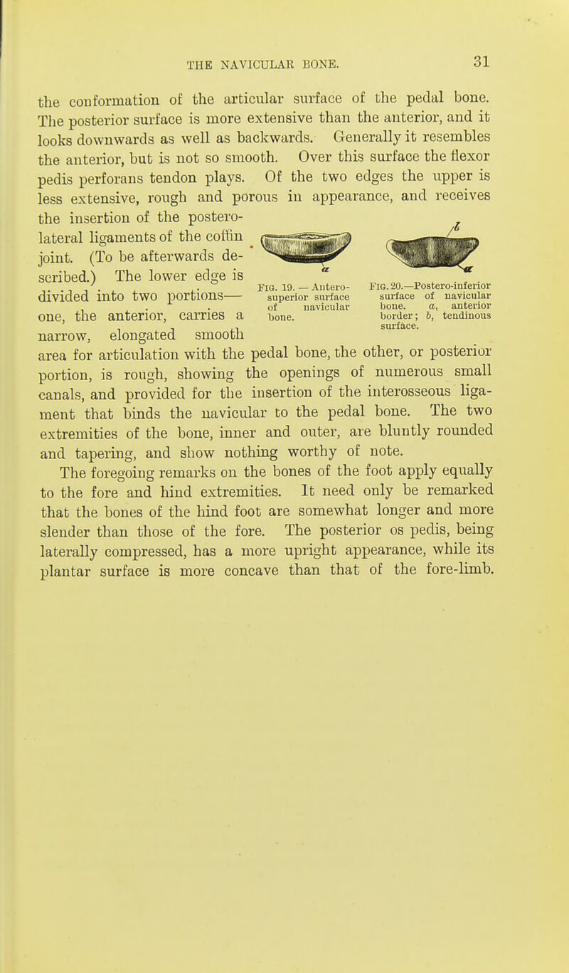 THE NAVICULAR BONE. the conformation of the articular surface of the pedal bone. The posterior surface is more extensive than the anterior, and it looks downwards as well as backwards. Generally it resembles the anterior, but is not so smooth. Over this surface the flexor pedis perforans tendon plays. Of the two edges the upper is less extensive, rough and porous in appearance, and receives the insertion of the postero- area for articulation with the pedal bone, the other, or posterior portion, is rough, showing the openings of numerous small canals, and provided for the insertion of the interosseous liga- ment that binds the navicular to the pedal bone. The two extremities of the bone, inner and outer, are bluntly rounded and tapering, and show nothing worthy of note. The foregoing remarks on the bones of the foot apply equally to the fore and hind extremities. It need only be remarked that the bones of the hind foot are somewhat longer and more slender than those of the fore. The posterior os pedis, being laterally compressed, has a more upright appearance, while its plantar surface is more concave than that of the fore-limb. lateral ligaments of the coffin joint. (To be afterwards de- scribed.) The lower edge is divided into two portions— one, the anterior, carries a bone, narrow, elongated smooth Fig. 19. — Antero- superior surface of navicular Fig. 20.—Postero-inf erior surface of navicular bone. a, anterior border; b, tendinous surface.