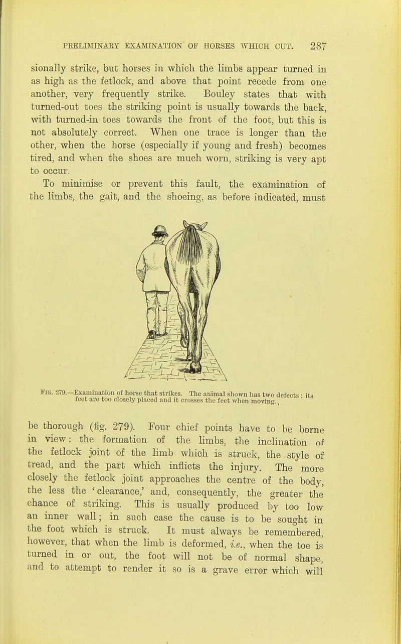sionally strike, but horses in which the limbs appear turned in as high as the fetlock, and above that point recede from one another, very frequently strike. Bouley states that with turned-out toes the striking point is usually towards the back, with turned-in toes towards the front of the foot, but this is not absolutely correct. When one trace is longer than the other, when the horse (especially if young and fresh) becomes tired, and when the shoes are much worn, striking is very apt to occur. To minimise or prevent this fault, the examination of the limbs, the gait, and the shoeing, as before indicated, must Fig. 279.— Examination of horse that strikes. The animal shown has two defects ■ its feet are too closely placed and it crosses the feet when moving. be thorough (fig. 279). Four chief points have to be borne in view: the formation of the limbs, the inclination of the fetlock joint of the limb which is struck, the style of tread, and the part which inflicts the injury. The more closely the fetlock joint approaches the centre of the body, the less the 'clearance,' and, consequently, the greater the chance of striking. This is usually produced by too low an inner wall; in such case the cause is to be sought in the foot which is struck. It must always be remembered, however, that when the limb is deformed, i.e., when the toe is turned in or out, the foot will not be of normal shape, and to attempt to render it so is a grave error which will