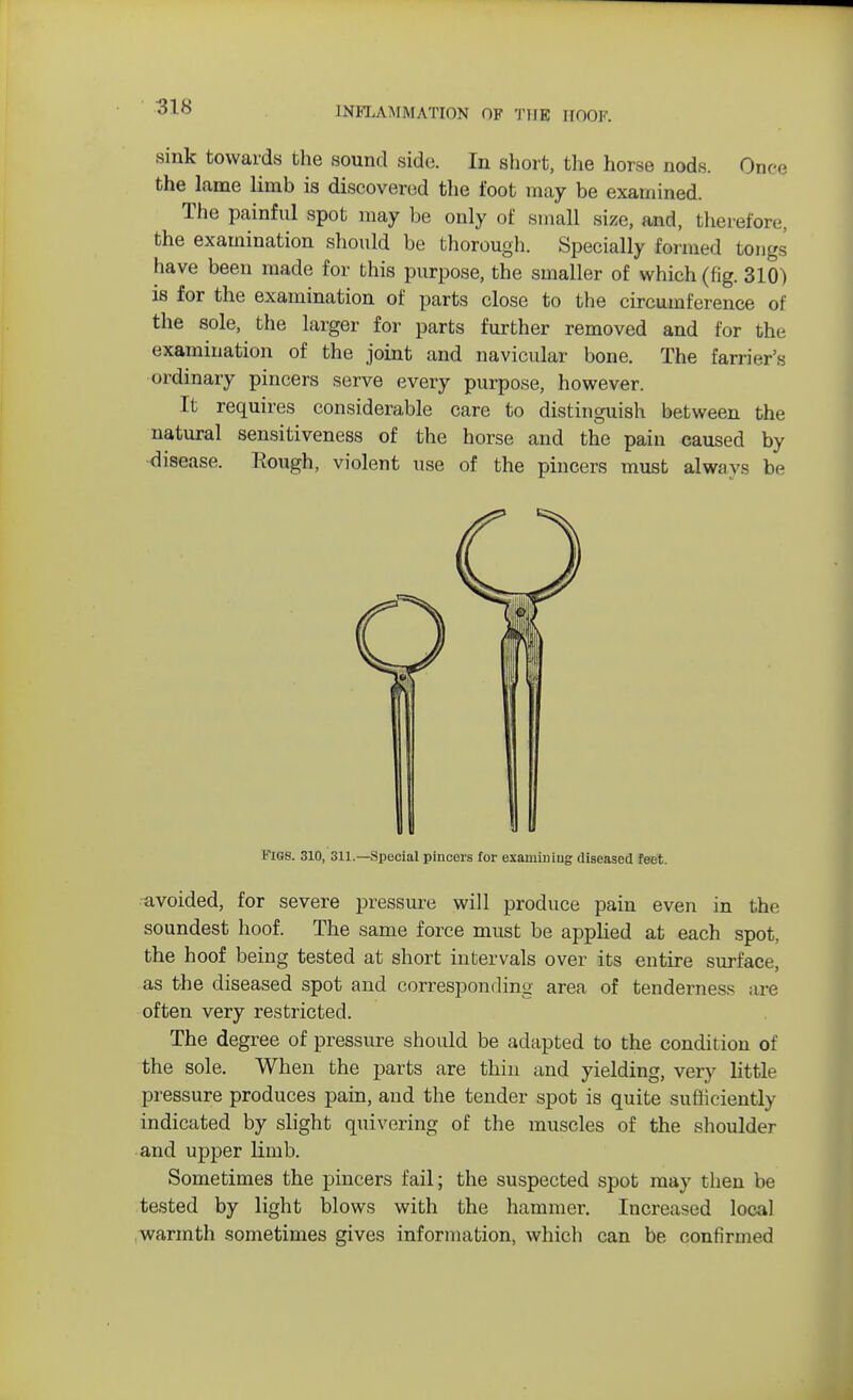 sink towards the sound side. In short, the horse nods. Once the lame limb is discovered the foot may be examined. The painful spot may be only of small size, and, therefore, the examination should be thorough. Specially formed tongs have been made for this purpose, the smaller of which (fig. 310) is for the examination of parts close to the circumference of the sole, the larger for parts further removed and for the examination of the joint and navicular bone. The farriers ordinary pincers serve every purpose, however. It requires considerable care to distinguish between the natural sensitiveness of the horse and the pain caused by disease. Rough, violent use of the pincers must always be avoided, for severe pressure will produce pain even in the soundest hoof. The same force must be applied at each spot, the hoof being tested at short intervals over its entire surface, as the diseased spot and corresponding area of tenderness are often very restricted. The degree of pressure should be adapted to the condition of the sole. When the parts are thin and yielding, very little pressure produces pain, and the tender spot is quite sufficiently indicated by slight quivering of the muscles of the shoulder and upper limb. Sometimes the pincers fail; the suspected spot may then be tested by light blows with the hammer. Increased local warmth sometimes gives information, which can be confirmed Kigb. 310, 311.—Special pincers for examining diseased feet.
