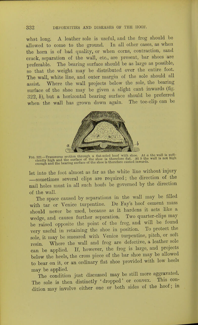 what long. A leather sole is useful, and the frog should be allowed to come to the ground. In all other cases, as when the horn is of bad quality, or when corns, contraction, sand crack, separation of the wall, etc., are present, bar shoes are preferable. The bearing surface should be as large as possible, so that the weight may be distributed over the entire foot. The wall, white line, and outer margin of the sole should all assist. Where the wall projects below the sole, the bearing surface of the shoe may be given a slight cant inwards (fig. 322, I), but a horizontal bearing surface should be preferred when the wall has grown down again. The toe-clip can be urn <192 —Transverse section through a flat-soled hoof with shoe. At a the wall is suffi- cientlyMgland\he'surface of the shoe is therefore flat. At 6 the wall is not high enough and the bearing surface of the shoe is therefore canted inwards. let into the foot almost as far as the white line without injury sometimes several clips are required; the direction of the nail holes must in all such hoofs be governed by the direction of the wall. The space caused by separations in the wall may be filled with tar or Venice turpentine. De Fay's hoof cement mass should never be used, because as it hardens it acts like a wedge, and causes further separation. Two quarter-clips may be raised opposite the point of the frog, and will be found very useful in retaining the shoe in position. To protect the sole, it may be smeared with Venice turpentine, pitch, or soft resin. Where the wall and frog are defective, a leather sole can be applied. If, however, the frog is large, and projects below the heels, the cross piece of the bar shoe may be allowed to bear on it, or an ordinary flat shoe provided with low heels may be applied. The condition just discussed may be still more aggravated. The sole is then distinctly 'dropped' or convex. This con- dition may involve either one or both sides of the hoof; m