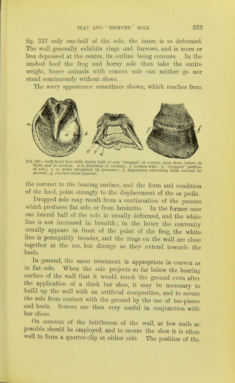 fig. 323 only one-half of the sole, the inner, is so deformed. The wall generally exhibits rings and furrows, and is more or less depressed at the centre, its outline being concave. In the unshod hoof the frog and horny sole then take the entire weight, hence animals with convex sole can neither go nor stand continuously without shoes. The wavy appearance sometimes shown, which reaches from *'ig. 323.—Left front foot with inside half of sole ' dropped' or convex, seen from below in front and m section, a-b, direction of section; c, broken wall; d, 'dropped' portion, of sole; e, os pedis atrophied by pressure; /, depression extending from coronet to ground; g, concave inner quarter. the coronet to the bearing surface, and the form and condition of the hoof, point strongly to the displacement of the os pedis. Dropped sole may result from a continuation of the process- which produces flat sole, or from laminitis. In the former case one lateral half of the sole is usually deformed, and the white line is not increased in breadth; in the latter the convexity usually appears in front of the point of the frog, the white line is perceptibly broader, and the rings on the wall are close together at the toe, but diverge as they extend towards the heels. In general, the same treatment is appropriate in convex as in flat sole. When the sole projects so far below the bearing surface of the wall that it would touch the ground even after the application of a thick bar shoe, it may be necessary to. build up the wall with an artificial composition, and to secure the sole from contact with the ground by the use of toe-pieces and heels. Screws are then very useful in conjunction with bar shoes. On account of the brittleness of the wall, as few nails as- possible should be employed, and to secure the shoe it is often well to form a quarter-clip at either side. The position of the