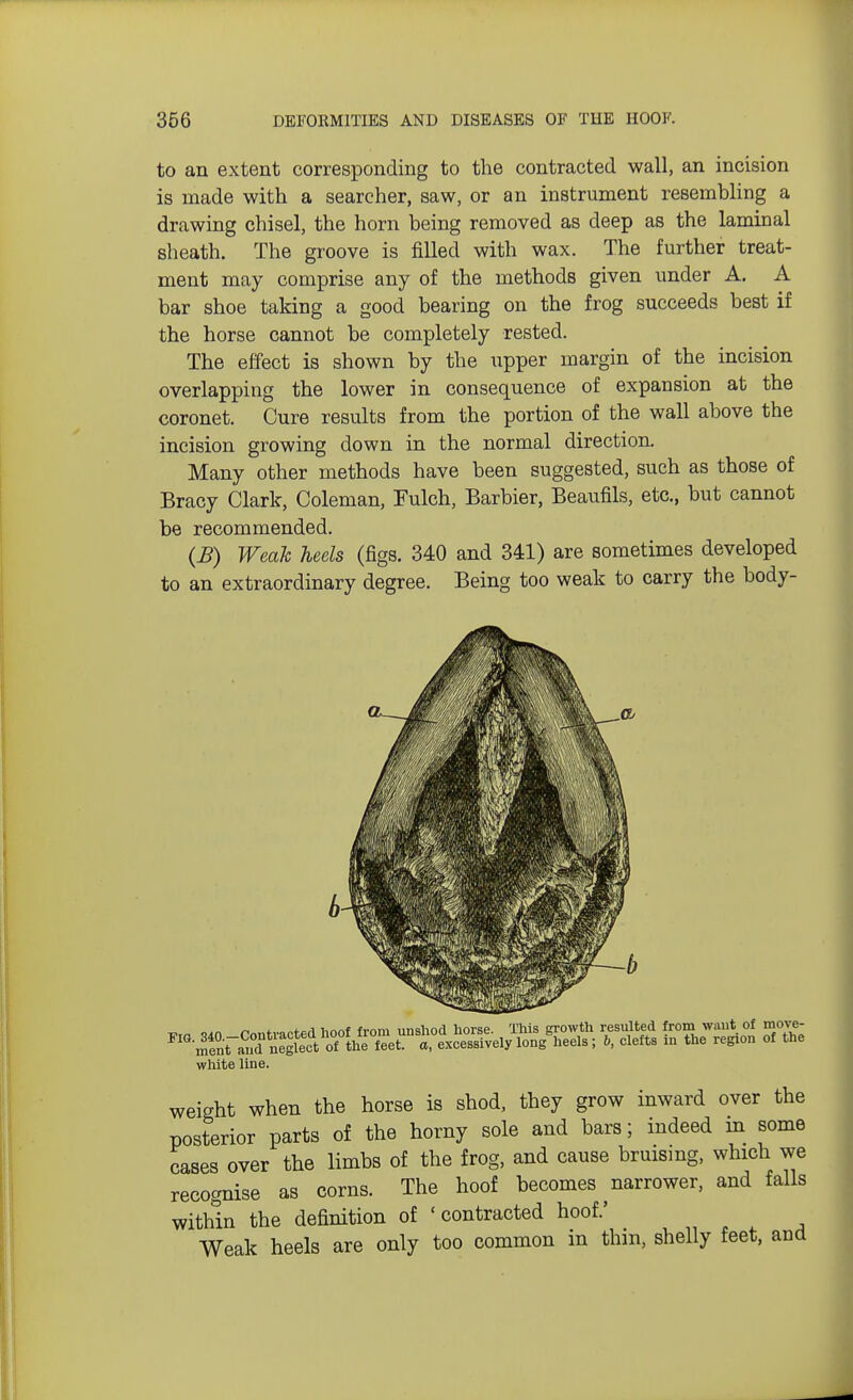 to an extent corresponding to the contracted wall, an incision is made with a searcher, saw, or an instrument resembling a drawing chisel, the horn being removed as deep as the laminal sheath. The groove is filled with wax. The further treat- ment may comprise any of the methods given under A. A bar shoe taking a good bearing on the frog succeeds best if the horse cannot be completely rested. The effect is shown by the upper margin of the incision overlapping the lower in consequence of expansion at the coronet. Cure results from the portion of the wall above the incision growing down in the normal direction. Many other methods have been suggested, such as those of Bracy Clark, Coleman, Fulch, Barbier, Beaufils, etc., but cannot be recommended. (B) Weak heels (figs. 340 and 341) are sometimes developed to an extraordinary degree. Being too weak to carry the body- white line. weight when the horse is shod, they grow inward over the posterior parts of the horny sole and bars; indeed in some cases over the limbs of the frog, and cause bruising, which we recognise as corns. The hoof becomes narrower, and falls within the definition of 'contracted hoof.' Weak heels are only too common in thin, shelly feet, and