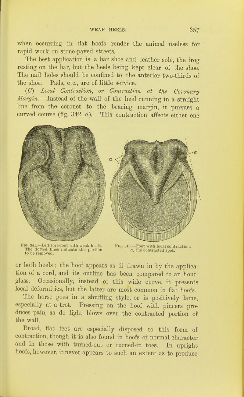when occurring in Hat hoofs render the animal useless for rapid work on stone-paved streets. The best application is a bar shoe and leather sole, the frog resting on the bar, but the heels being kept clear of the shoe. The nail holes should be confined to the anterior two-thirds of the shoe. Pads, etc., are of little service. (C) Local Contraction, or Contraction at the Coronary Margin.—Instead of the wall of the heel running in a straight line from the coronet to the bearing margin, it pursues a curved course (fig. 342, a). This contraction affects either one * 10. 341.— Left fore-foot with weak heels. Fig. 342.—Foot with local contraction. The dotted lines indicate the portion a, the contracted spot, to be removed. or both heels; the hoof appears as if drawn in by the applica- tion of a cord, and its outline has been compared to an hour- glass. Occasionally, instead of this wide curve, it presents local deformities, but the latter are most common in flat hoofs. The horse goes in a shuffling style, or is positively lame, especially at a trot. Pressing on the hoof with pincers pro- duces pain, as do light blows over the contracted portion of the wall. Broad, flat feet are especially disposed to this form of contraction, though it is also found in hoofs of normal character and in those with turned-out or turned-in toes. In upright hoofs, however, it never appears to such an extent as to produce
