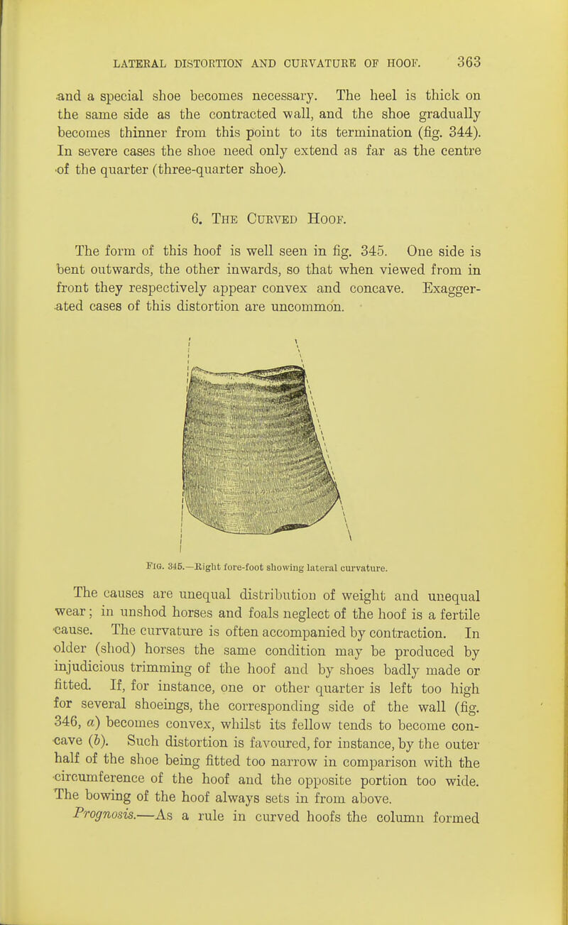 and a special shoe becomes necessary. The heel is thick on the same side as the contracted wall, and the shoe gradually becomes thinner from this point to its termination (fig. 344). In severe cases the shoe need only extend as far as the centre •of the quarter (three-quarter shoe). 6. The Curved Hoof. The form of this hoof is well seen in fig. 345. One side is bent outwards, the other inwards, so that when viewed from in front they respectively appear convex and concave. Exagger- ated cases of this distortion are uncommon. r I I Fig. 345.—Kight fore-foot showing lateral curvature. The causes are unequal distribution of weight and unequal wear; in unshod horses and foals neglect of the hoof is a fertile ■cause. The curvature is often accompanied by contraction. In older (shod) horses the same condition may be produced by injudicious trimming of the hoof and by shoes badly made or fitted. If, for instance, one or other quarter is left too high for several shoeings, the corresponding side of the wall (fig. 346, a) becomes convex, whilst its fellow tends to become con- cave (6). Such distortion is favoured, for instance, by the outer half of the shoe being fitted too narrow in comparison with the circumference of the hoof and the opposite portion too wide. The bowing of the hoof always sets in from above. Prognosis.—As a rule in curved hoofs the column formed