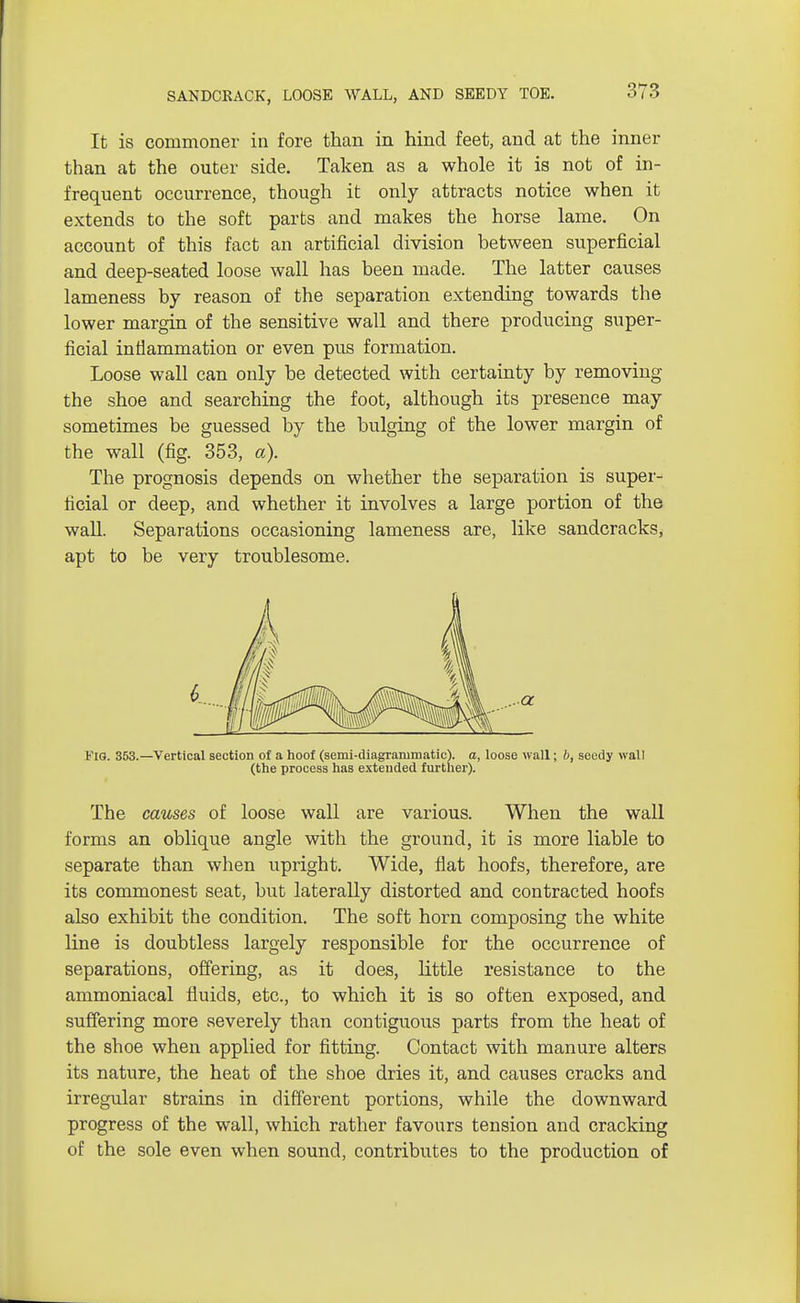 SANDCKACK, LOOSE WALL, AND SEEDY TOE. It is commoner in fore than in hind feet, and at the inner than at the outer side. Taken as a whole it is not of in- frequent occurrence, though it only attracts notice when it extends to the soft parts and makes the horse lame. On account of this fact an artificial division between superficial and deep-seated loose wall has been made. The latter causes lameness by reason of the separation extending towards the lower margin of the sensitive wall and there producing super- ficial inflammation or even pus formation. Loose wall can only be detected with certainty by removing the shoe and searching the foot, although its presence may sometimes be guessed by the bulging of the lower margin of the wall (fig. 353, a). The prognosis depends on whether the separation is super- ficial or deep, and whether it involves a large portion of the wall. Separations occasioning lameness are, like sandcracks, apt to be very troublesome. Fig. 353.—Vertical section of a hoof (semi-diagrammatic), a, loose wall; b, seedy wall (the process has extended further). The causes of loose wall are various. When the wall forms an oblique angle with the ground, it is more liable to separate than when upright. Wide, flat hoofs, therefore, are its commonest seat, but laterally distorted and contracted hoofs also exhibit the condition. The soft horn composing the white line is doubtless largely responsible for the occurrence of separations, offering, as it does, little resistance to the ammoniacal fluids, etc., to which it is so often exposed, and suffering more severely than contiguous parts from the heat of the shoe when applied for fitting. Contact with manure alters its nature, the heat of the shoe dries it, and causes cracks and irregular strains in different portions, while the downward progress of the wall, which rather favours tension and cracking of the sole even when sound, contributes to the production of