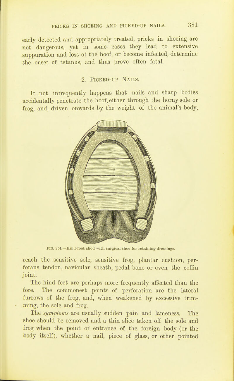 PRICKS IN SHOEING AND PICKED-UP NAILS. early detected and appropriately treated, pricks in shoeing are not dangerous, yet in some cases they lead to extensive suppuration and loss of the hoof, or become infected, determine the onset of tetanus, and thus prove often fatal. 2. Picked-up Nails. It not infrequently happens that nails and sharp bodies accidentally penetrate the hoof, either through the horny sole or frog, and, driven onwards by the weight of the animal's body, FIG. 354.—Hind-foot shod with surgical shoe for retaining dressings. reach the sensitive sole, sensitive frog, plantar cushion, per- forans tendon, navicular sheath, pedal bone or even the coffin joint. The hind feet are perhaps more frequently affected than the fore. The commonest points of perforation are the lateral furrows of the frog, and, when weakened by excessive trim- ming, the sole and frog. The symptoms are usually sudden pain and lameness. The shoe should be removed and a thin slice taken off the sole and frog when the point of entrance of the foreign body (or the body itself), whether a nail, piece of glass, or other pointed