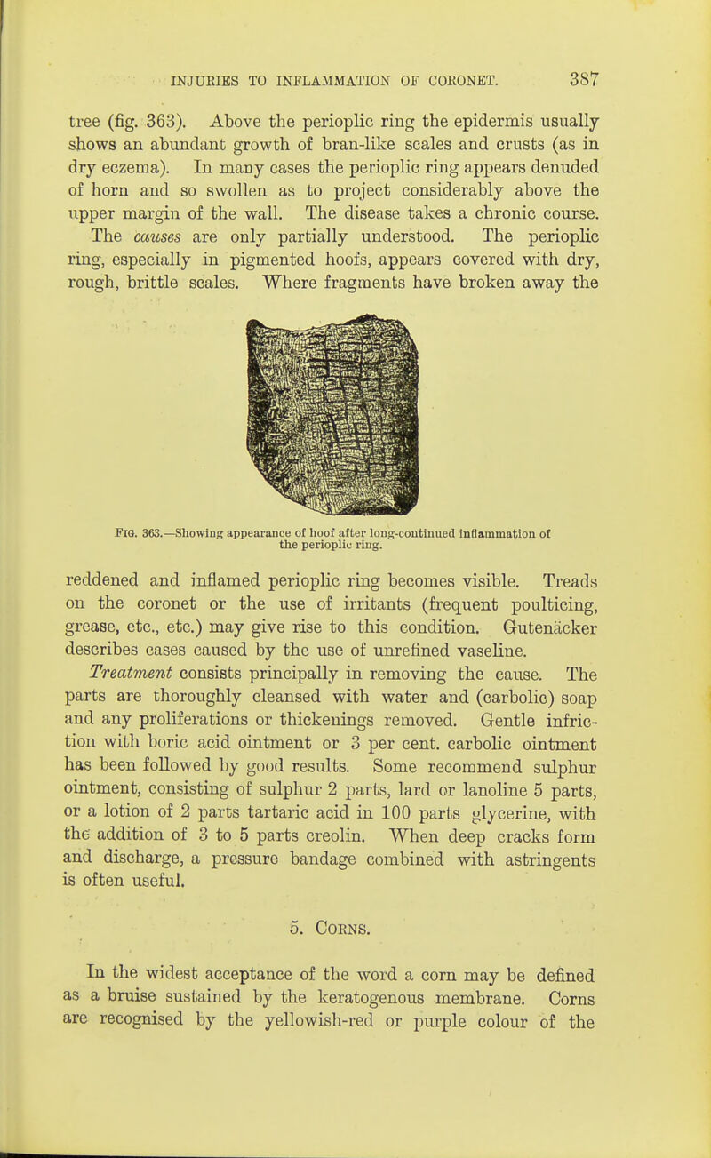 tree (fig. 363). Above the perioplic ring the epidermis usually shows an abundant growth of bran-like scales and crusts (as in dry eczema). In many cases the perioplic ring appears denuded of horn and so swollen as to project considerably above the upper margin of the wall. The disease takes a chronic course. The causes are only partially understood. The perioplic ring, especially in pigmented hoofs, appears covered with dry, rough, brittle scales. Where fragments have broken away the Fig. 363.—Showing appearance of hoof after long-continued inflammation of the perioplic ring. reddened and inflamed perioplic ring becomes visible. Treads on the coronet or the use of irritants (frequent poulticing, grease, etc., etc.) may give rise to this condition. Gutenacker describes cases caused by the use of unrefined vaseline. Treatment consists principally in removing the cause. The parts are thoroughly cleansed with water and (carbolic) soap and any proliferations or thickenings removed. Gentle infric- tion with boric acid ointment or 3 per cent, carbolic ointment has been followed by good results. Some recommend sulphur ointment, consisting of sulphur 2 parts, lard or lanoline 5 parts, or a lotion of 2 parts tartaric acid in 100 parts glycerine, with the addition of 3 to 5 parts creolin. When deep cracks form and discharge, a pressure bandage combined with astringents is often useful. 5. Corns. In the widest acceptance of the word a corn may be defined as a bruise sustained by the keratogenous membrane. Corns are recognised by the yellowish-red or purple colour of the