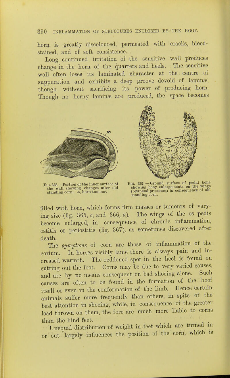 horn is greatly discoloured, permeated with cracks, blood- stained, and of soft consistence. Long continued irritation of the sensitive wall produces change in the horn of the quarters and heels. The sensitive wall often loses its laminated character at the centre of suppuration and exhibits a deep groove devoid of laminte, though without sacrificing its power of producing horn. Though no horny laminse are produced, the space becomes FIG. 366.—Portion of the inner surface of the wall showing changes after old standing corn, a, horn tumour. FIG. 367.— Ground surface of pedal bone showing bony enlargements on the wings (retrossal processes) in consequence of old standing corn. filled with horn, which forms firm masses or tumours of vary- ing size (fig. 365, c, and 366, a). The wings of the os pedis become enlarged, in consequence of chronic inflammation, ostitis or periostitis (fig. 367), as sometimes discovered after death. The symptoms of corn are those of inflammation of the corium. In horses visibly lame there is always pain and in- creased warmth. The reddened spot in the heel is found on cutting out the foot. Corns may be due to very varied causes, and are by no means consequent on bad shoeing alone. Such causes are often to be found in the formation of the hoof itself or even in the conformation of the limb. Hence certain animals suffer more frequently than others, in spite of the best attention in shoeing, while, in consequence of the greater load thrown on them, the fore are much more liable to corns than the hind feet. . Unequal distribution of weight in feet which are turned in or out largely influences the position of the corn, which is