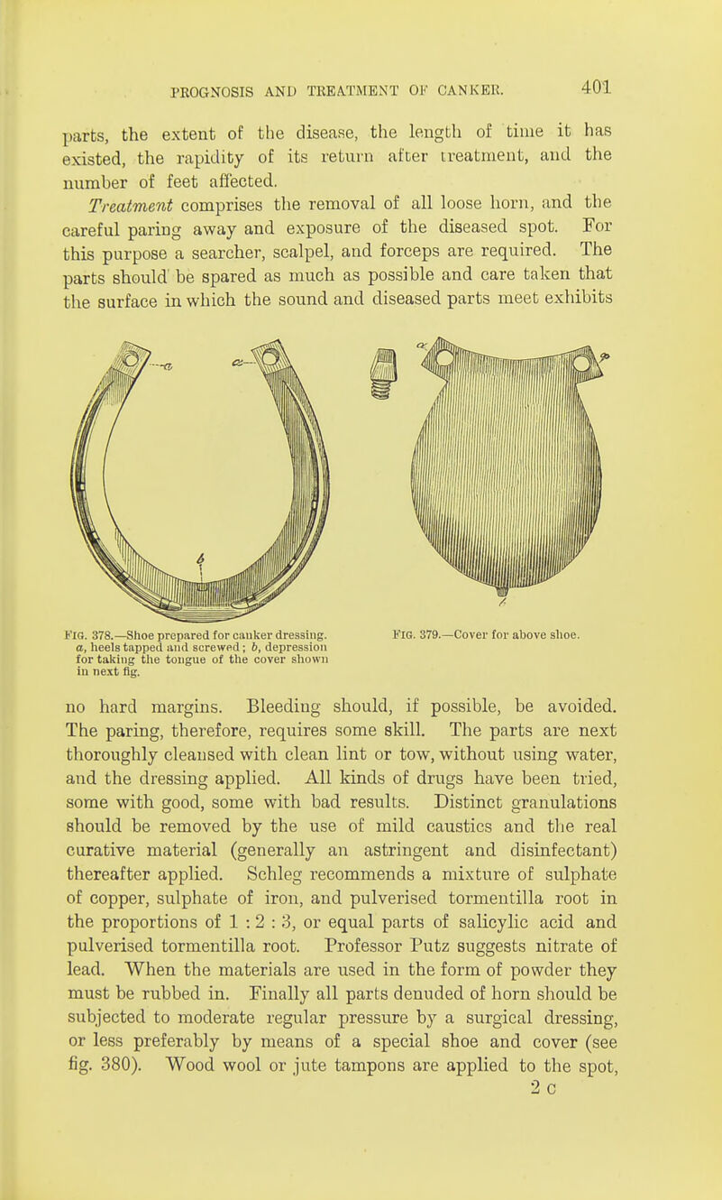 PROGNOSIS AND TREATMENT OF CANKER. parts, the extent of the disease, the length of time it has existed, the rapidity of its return after treatment, and the number of feet affected. Treatment comprises the removal of all loose horn, and the careful paring away and exposure of the diseased spot. For this purpose a searcher, scalpel, and forceps are required. The parts should be spared as much as possible and care taken that the surface in which the sound and diseased parts meet exhibits i'lG. 378.—Shoe prepared for cauker dressing. a, heels tapped and screwed; 6, depression for taking the tongue of the cover shown in next fig. /■ Fig. 379.—Cover for ahove shoe. no hard margins. Bleeding should, if possible, be avoided. The paring, therefore, requires some skill. The parts are next thoroughly cleansed with clean lint or tow, without using water, and the dressing applied. All kinds of drugs have been tried, some with good, some with bad results. Distinct granulations should be removed by the use of mild caustics and the real curative material (generally an astringent and disinfectant) thereafter applied. Schleg recommends a mixture of sulphate of copper, sulphate of iron, and pulverised tormentilla root in the proportions of 1 :2 : 3, or equal parts of salicylic acid and pulverised tormentilla root. Professor Putz suggests nitrate of lead. When the materials are used in the form of powder they must be rubbed in. Finally all parts denuded of horn should be subjected to moderate regular pressure by a surgical dressing, or less preferably by means of a special shoe and cover (see fig. 380). Wood wool or jute tampons are applied to the spot, 2 c