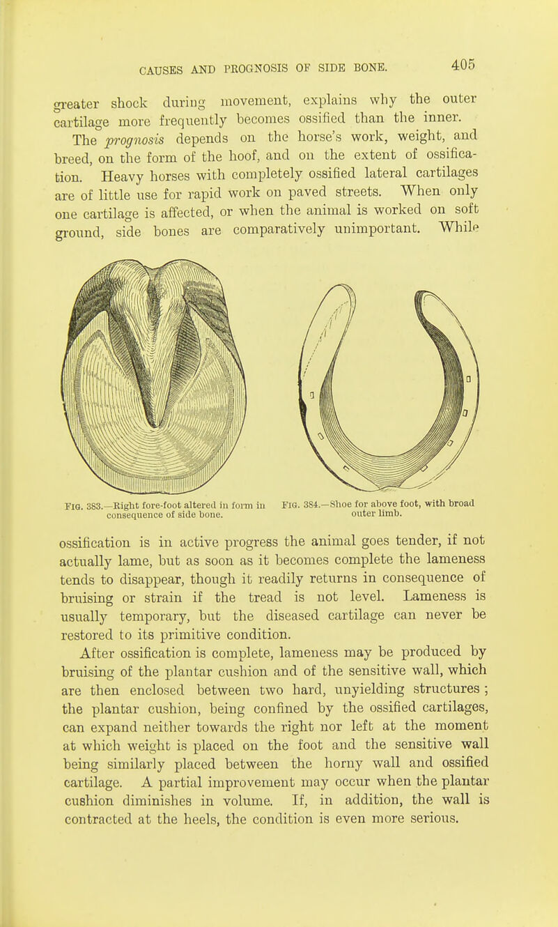 greater shock during movement, explains why the outer cartilage more frequently becomes ossified than the inner. The prognosis depends on the horse's work, weight, and breed, on the form of the hoof, and on the extent of ossifica- tion. Heavy horses with completely ossified lateral cartilages are of little use for rapid work on paved streets. When only one cartilage is affected, or when the animal is worked on soft ground, side bones are comparatively unimportant. Whilp Fig. 383.—Right fore-foot altered in form in Fig. 384.—Shoe for above foot, with broad consequence of side bone. outer limb. ossification is in active progress the animal goes tender, if not actually lame, but as soon as it becomes complete the lameness tends to disappear, though it readily returns in consequence of bruising or strain if the tread is not level. Lameness is usually temporary, but the diseased cartilage can never be restored to its primitive condition. After ossification is complete, lameness may be produced by bruising of the plantar cushion and of the sensitive wall, which are then enclosed between two hard, unyielding structures ; the plantar cushion, being confined by the ossified cartilages, can expand neither towards the right nor left at the moment at which weight is placed on the foot and the sensitive wall being similarly placed between the horny wall and ossified cartilage. A partial improvement may occur when the plantar cushion diminishes in volume. If, in addition, the wall is contracted at the heels, the condition is even more serious.