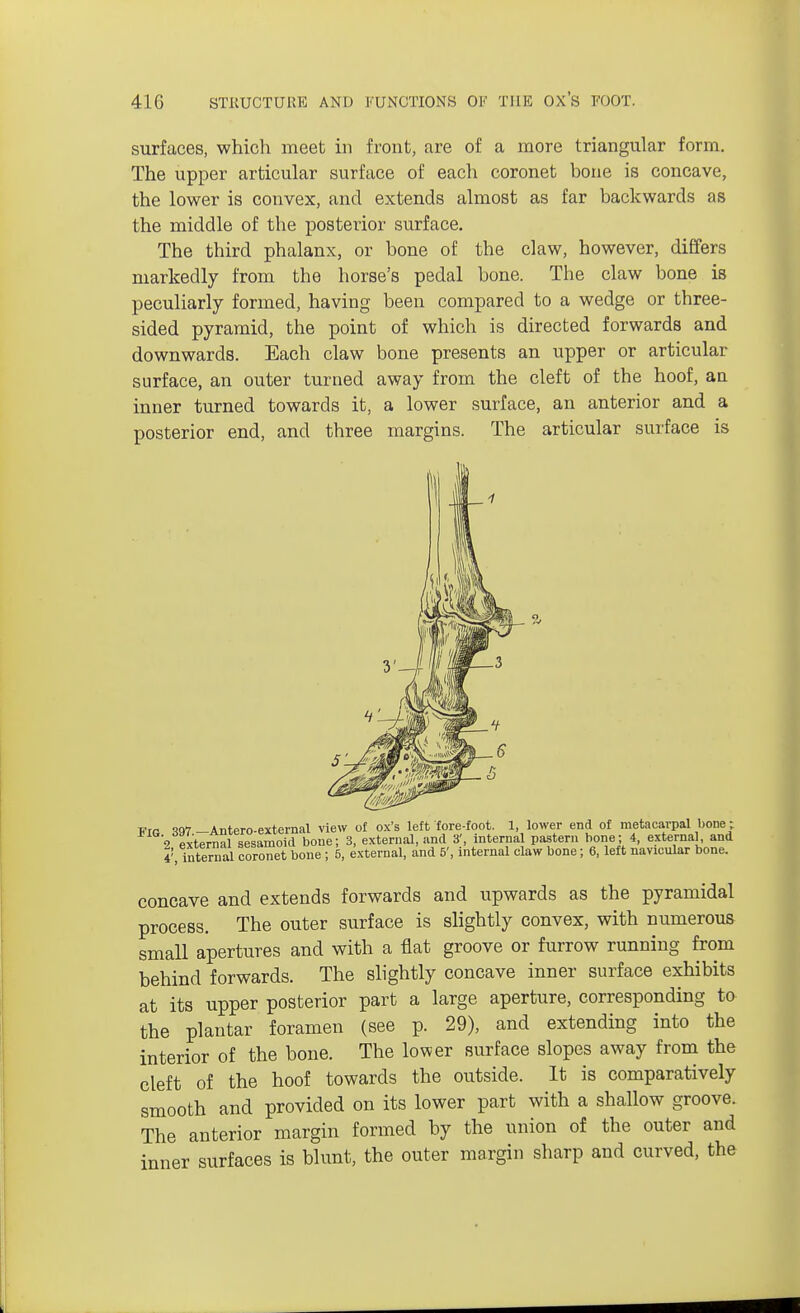 surfaces, which meet in front, are of a more triangular form. The upper articular surface of each coronet bone is concave, the lower is convex, and extends almost as far backwards as the middle of the posterior surface. The third phalanx, or bone of the claw, however, differs markedly from the horse's pedal bone. The claw bone is peculiarly formed, having been compared to a wedge or three- sided pyramid, the point of which is directed forwards and downwards. Each claw bone presents an upper or articular surface, an outer turned away from the cleft of the hoof, an inner turned towards it, a lower surface, an anterior and a posterior end, and three margins. The articular surface is concave and extends forwards and upwards as the pyramidal process. The outer surface is slightly convex, with numerous small apertures and with a flat groove or furrow running from behind forwards. The slightly concave inner surface exhibits at its upper posterior part a large aperture, corresponding to the plantar foramen (see p. 29), and extending into the interior of the bone. The lower surface slopes away from the cleft of the hoof towards the outside. It is comparatively smooth and provided on its lower part with a shallow groove. The anterior margin formed by the union of the outer and inner surfaces is blunt, the outer margin sharp and curved, the
