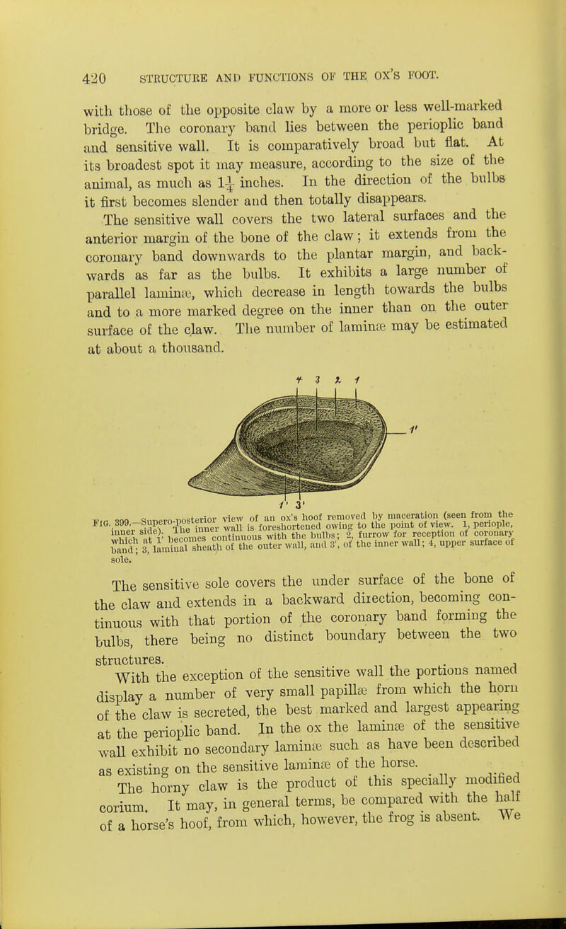 with those of the opposite claw by a more or less well-marked bridge. The coronary band lies between the perioplic band and sensitive wall. It is comparatively broad but flat. At its broadest spot it may measure, according to the size of the animal, as much as 1£ inches. In the direction of the bulbs it first becomes slender and then totally disappears. The sensitive wall covers the two lateral surfaces and the anterior margin of the bone of the claw; it extends from the coronary band downwards to the plantar margin, and back- wards as far as the bulbs. It exhibits a large number of parallel lamina, which decrease in length towards the bulbs and to a more marked degree on the inner than on the outer surface of the claw. The number of lamina? may be estimated at about a thousand. t 3 1' 3' i„ja. ,„•„„ nf nn ox's hoof removed by maceration (seen from the J.'iG,399.-Supero;iwstenoi view of b noot lem ^ ^y rf y inner side). Il« ntimious with the bulbs: 2, furrow for reception of coronary band; f iMX^KateVS and 3* of the inner wall; 4, upper surface of sole. The sensitive sole covers the under surface of the bone of the claw and extends in a backward direction, becoming con- tinuous with that portion of the coronary band forming the bulbs, there being no distinct boundary between the two structures. With the exception of the sensitive wall the portions named display a number of very small papillae from which the horn of the claw is secreted, the best marked and largest appearing at the perioplic band. Jn the ox the lamina of the sensitive wall exhibit no secondary lamina such as have been described as existing on the sensitive laminre of the horse. _ The horny claw is the product of this specially modified corium. It may, in general terms, be compared with the half of a horse's hoof, from which, however, the frog is absent. We